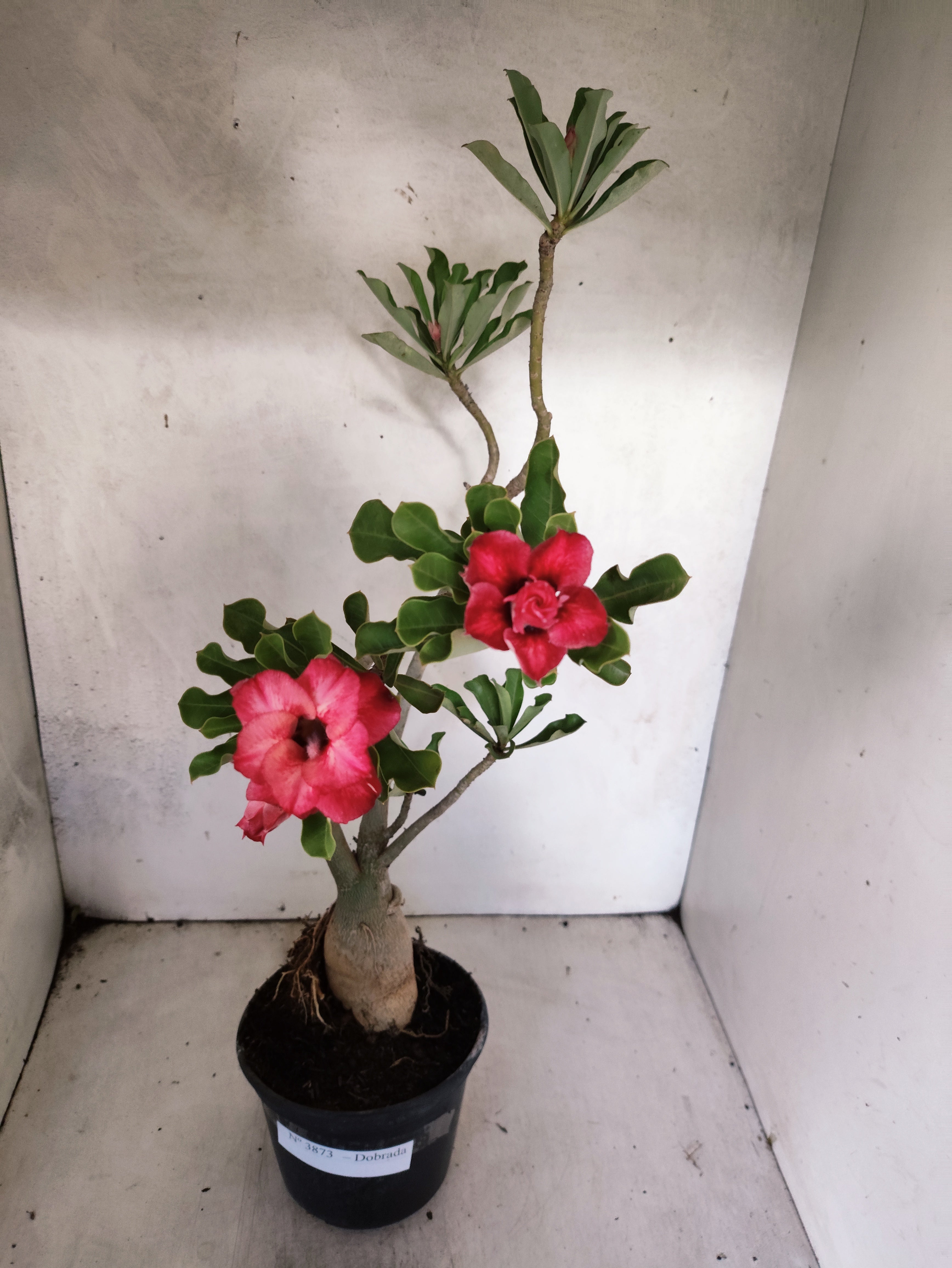 Planta Dobrada 3873 – 35cm – 03 anos
