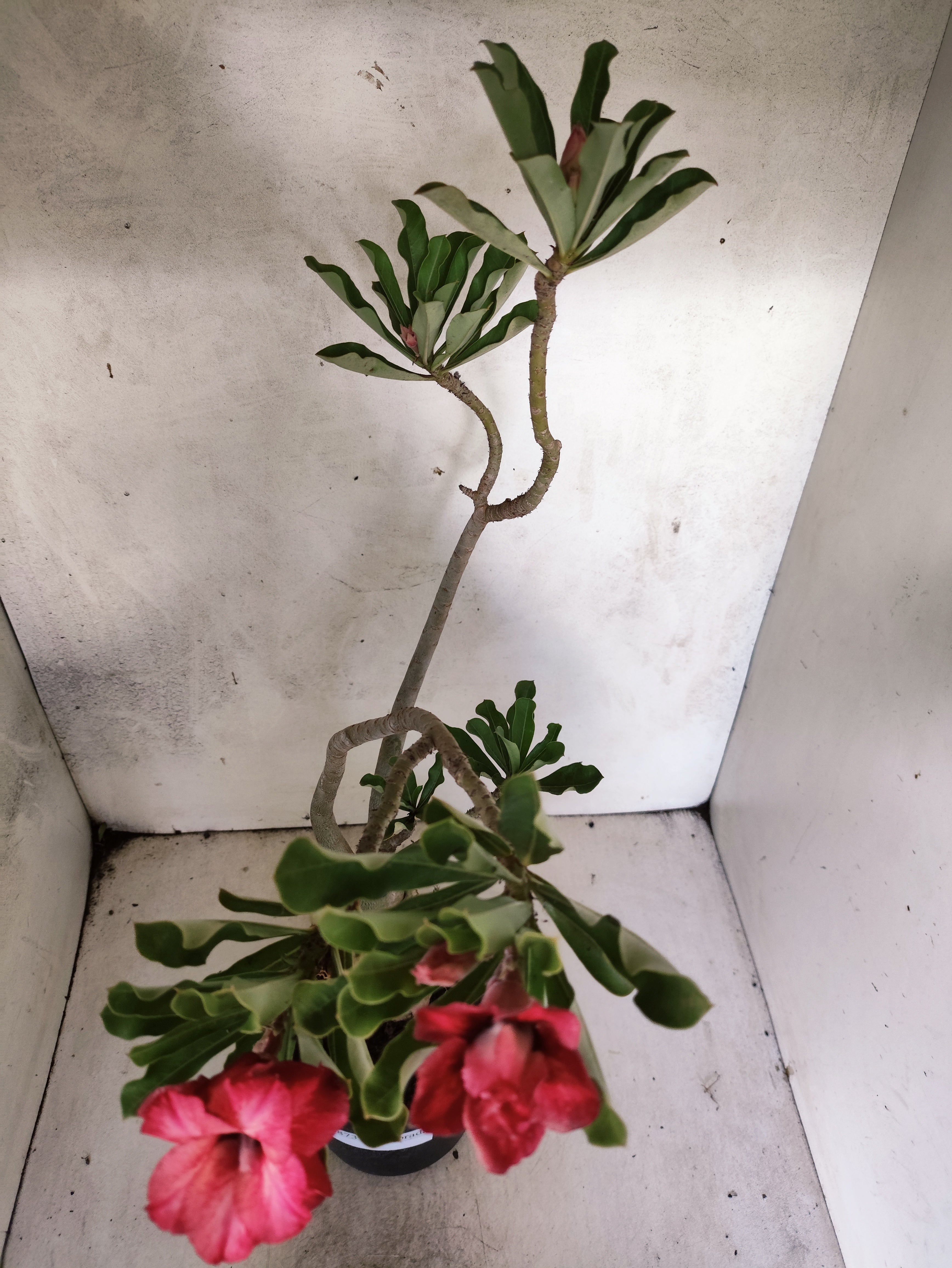 Planta Dobrada 3873 – 35cm – 03 anos