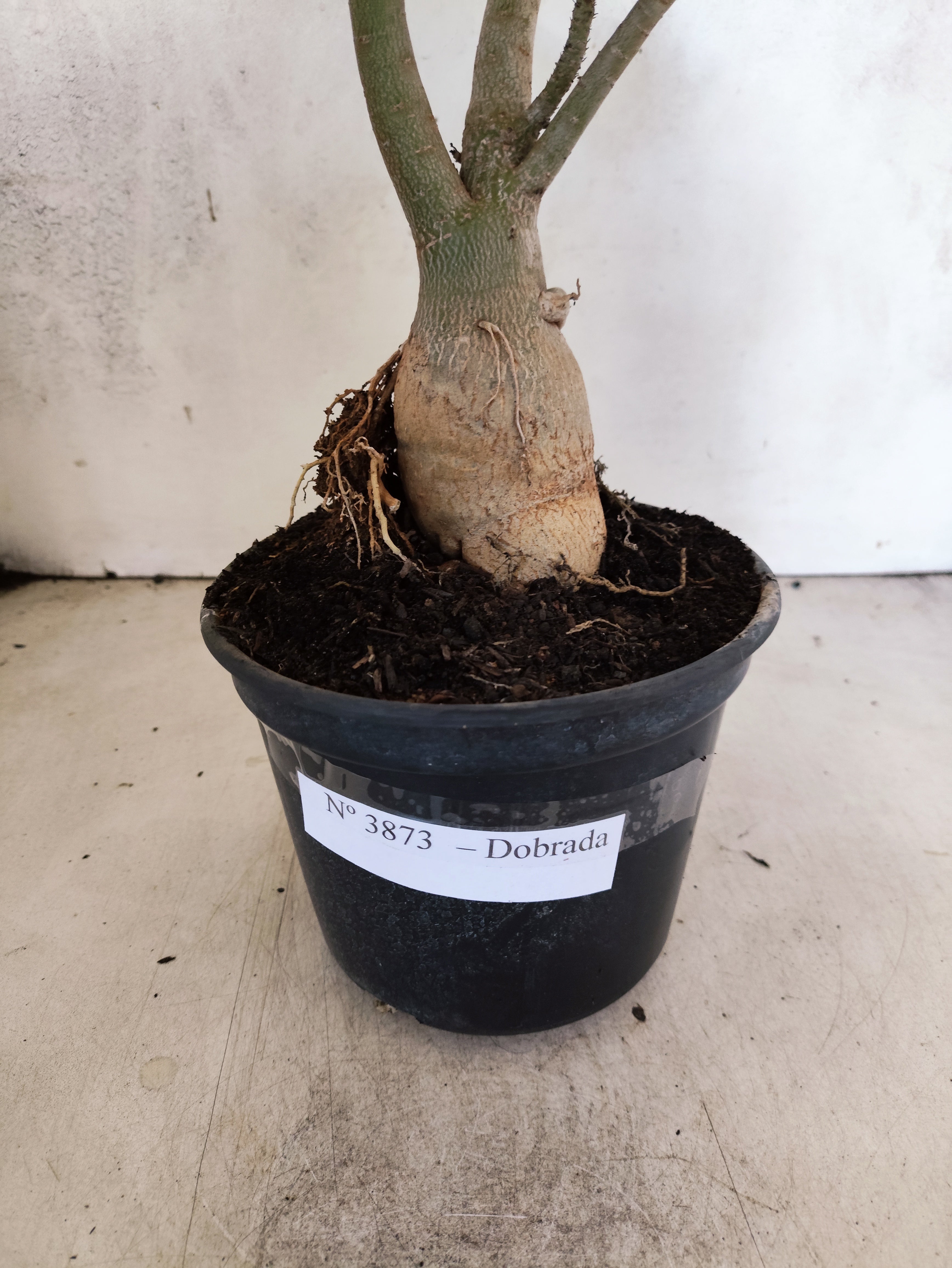 Planta Dobrada 3873 – 35cm – 03 anos