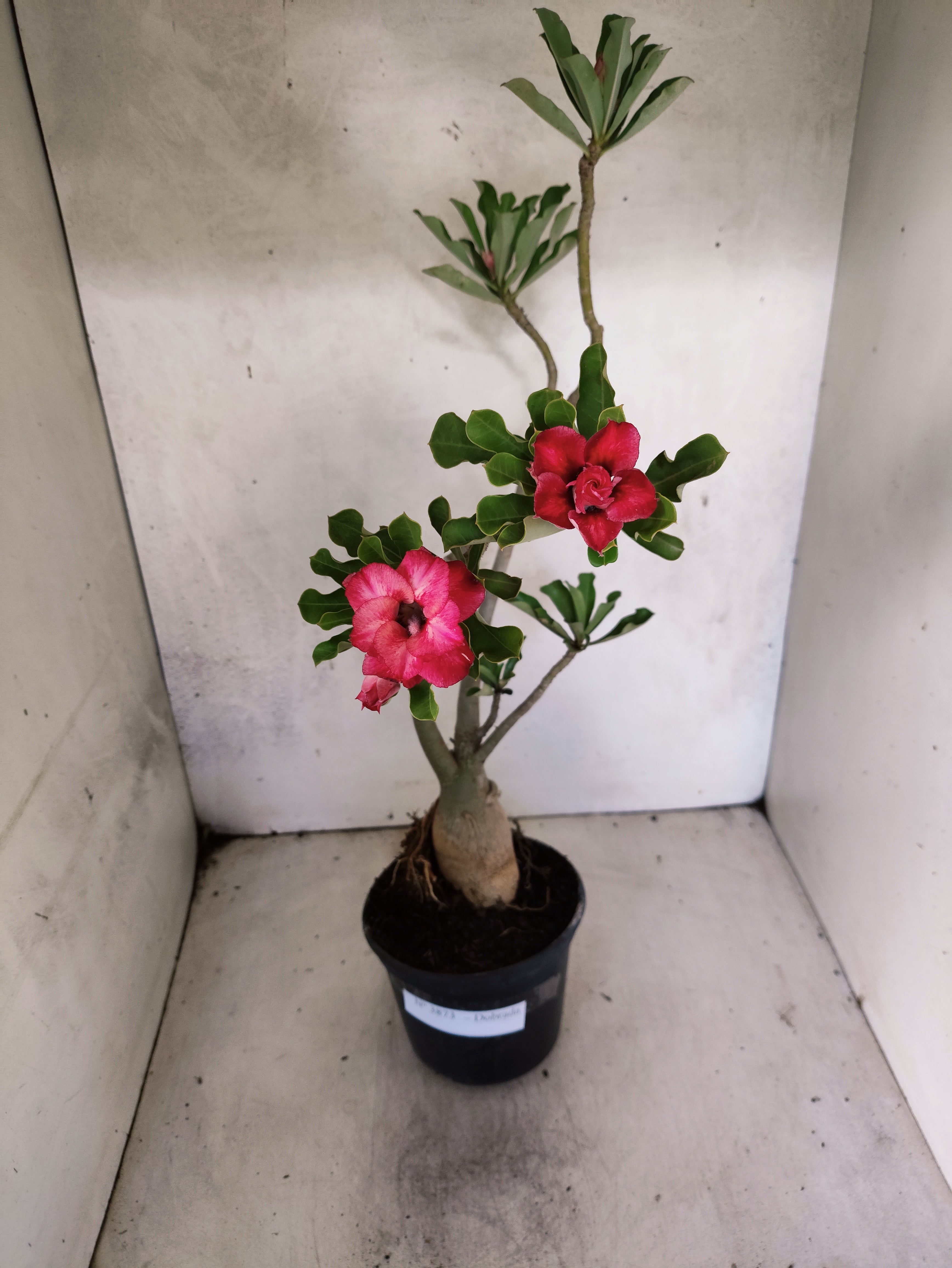 Planta Dobrada 3873 – 35cm – 03 anos