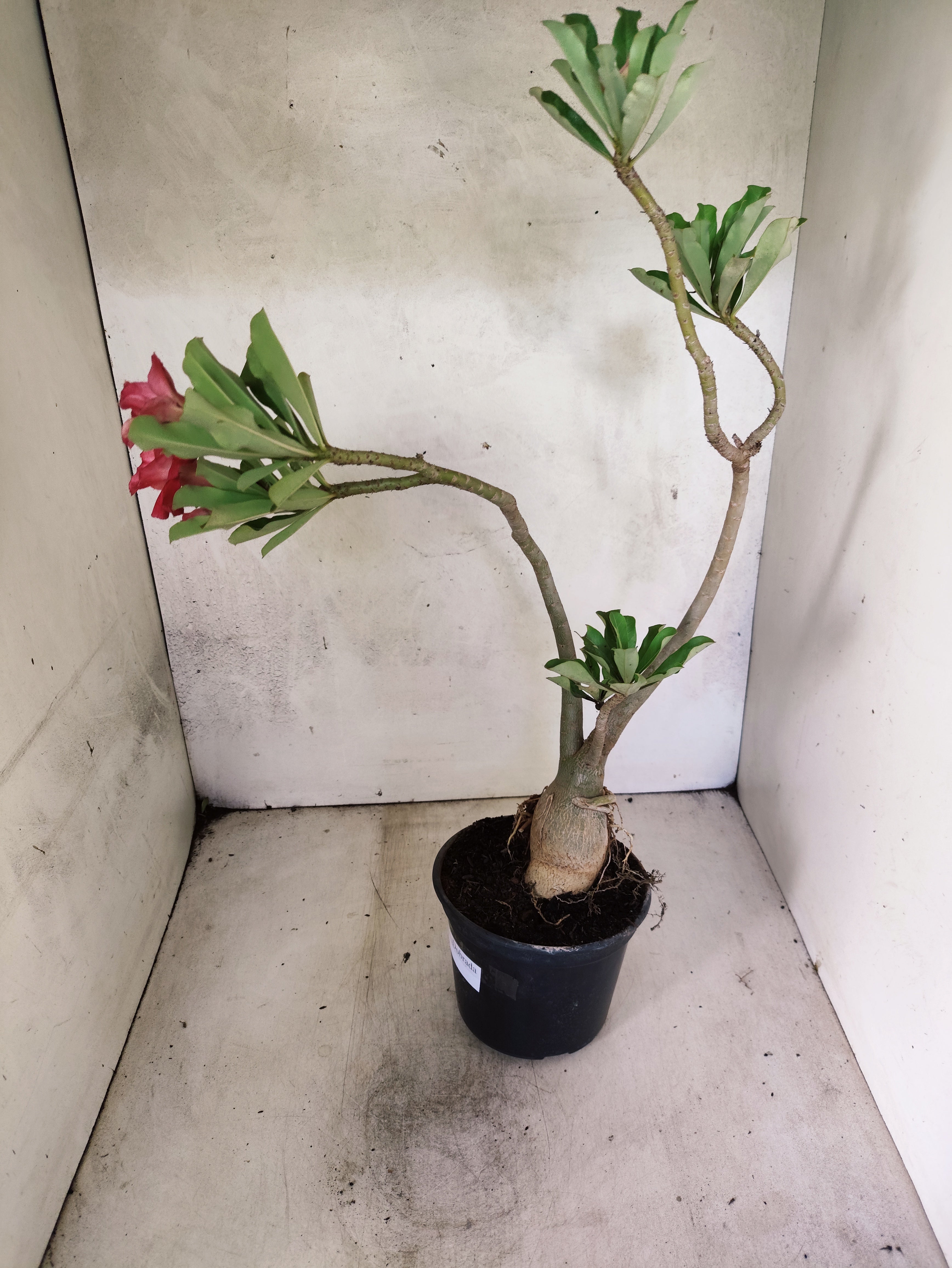 Planta Dobrada 3873 – 35cm – 03 anos