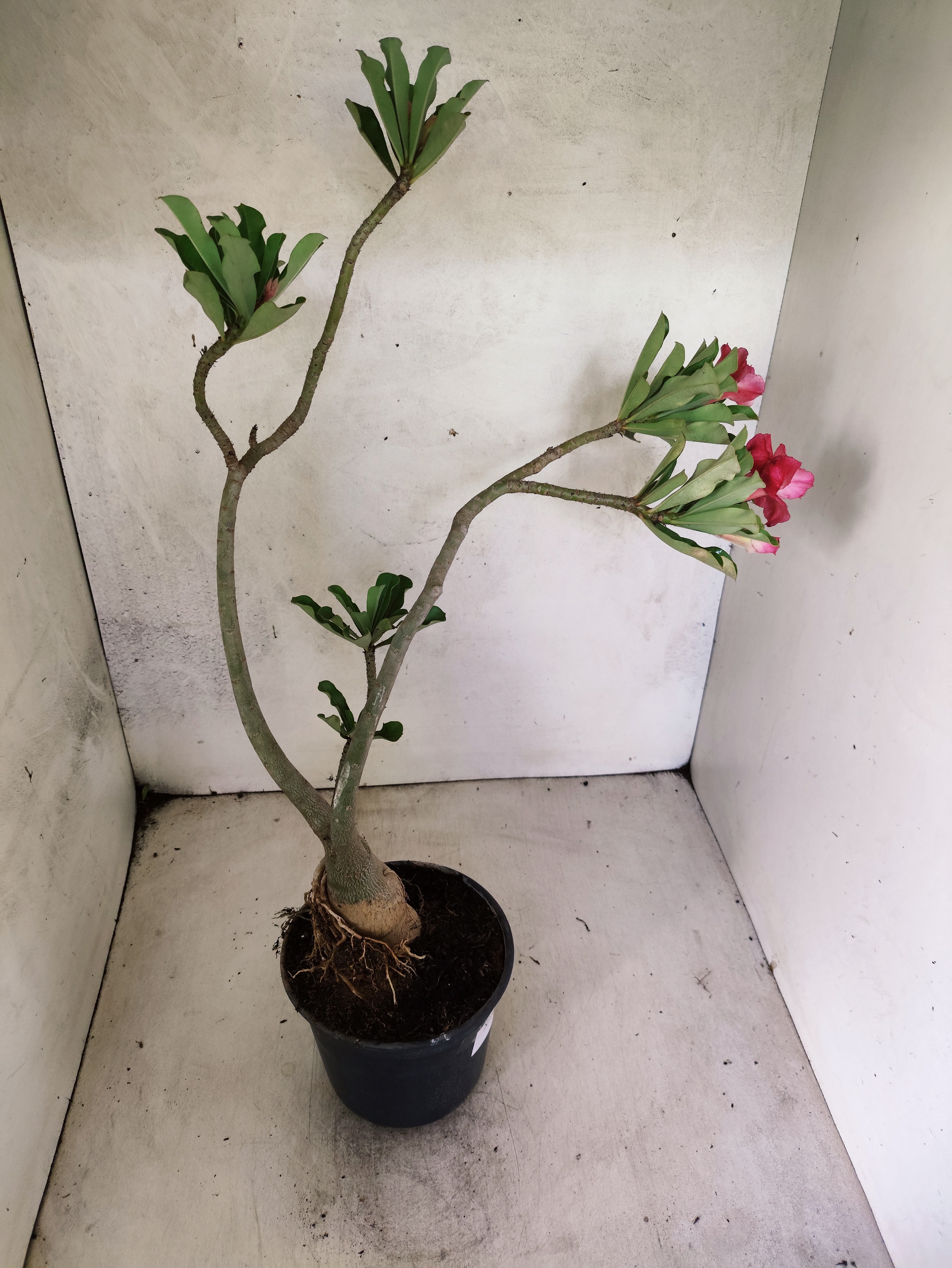 Planta Dobrada 3873 – 35cm – 03 anos