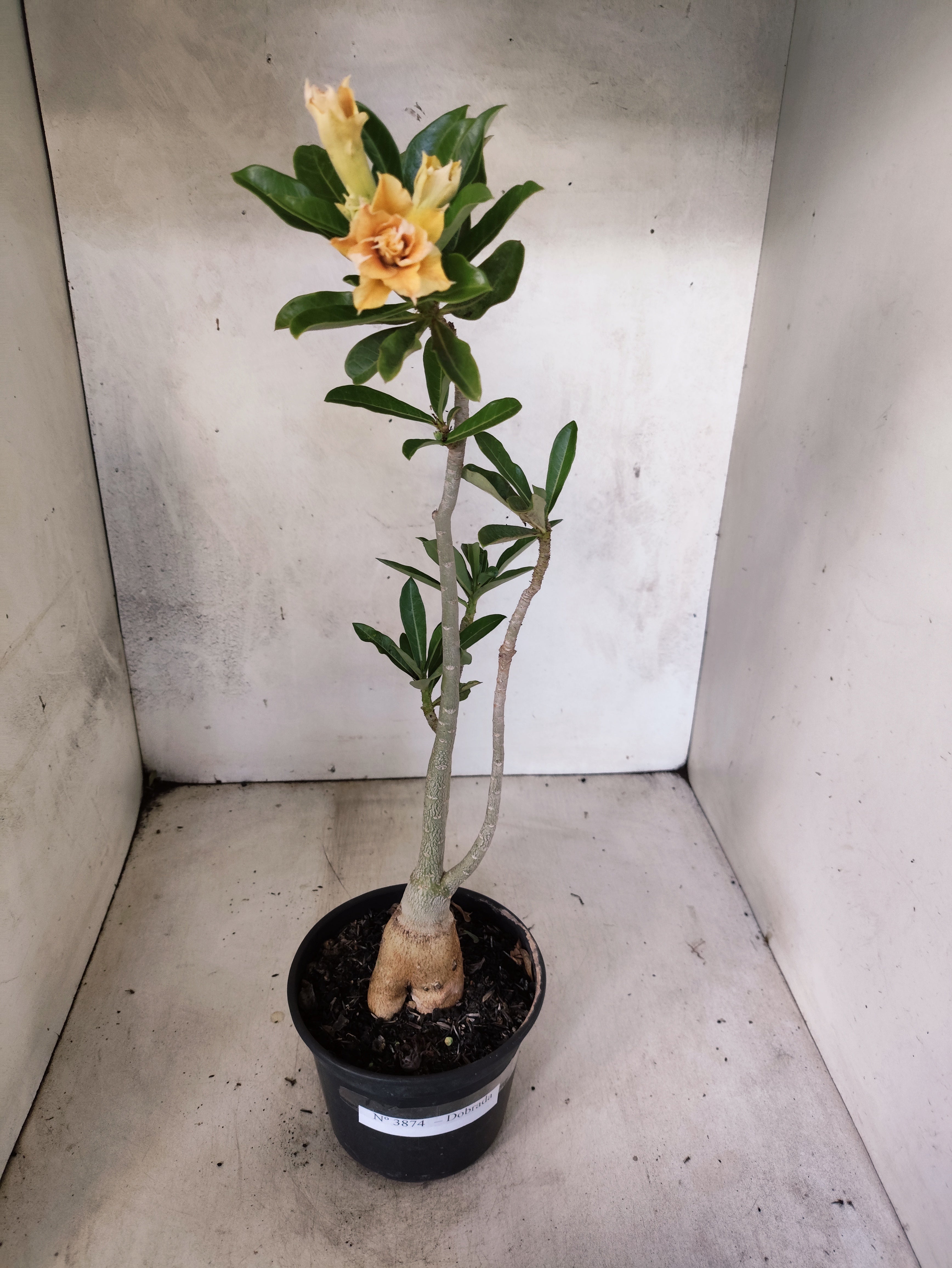 Planta Dobrada 3874 – 35cm – 03 anos