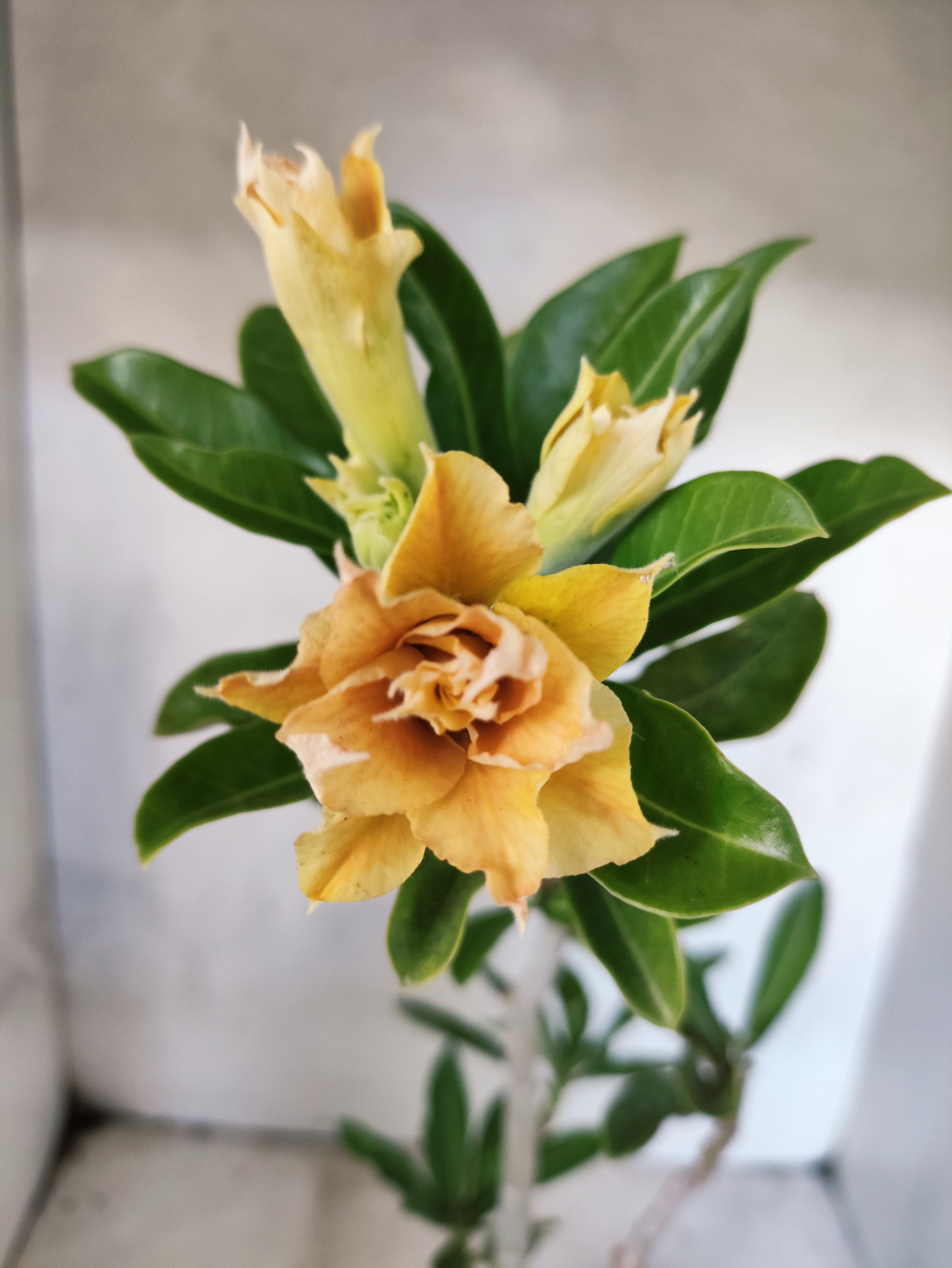 Planta Dobrada 3874 – 35cm – 03 anos