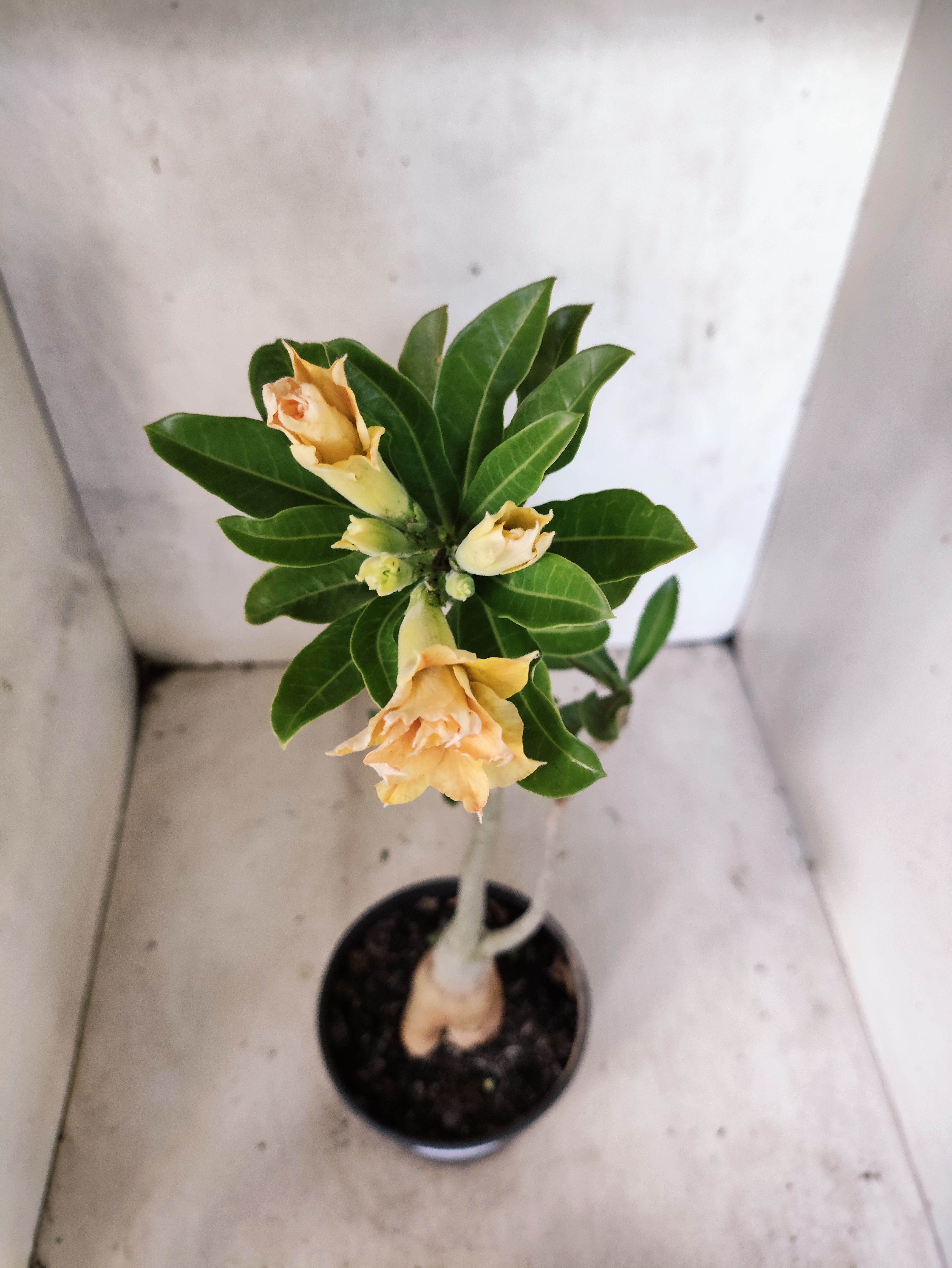 Planta Dobrada 3874 – 35cm – 03 anos