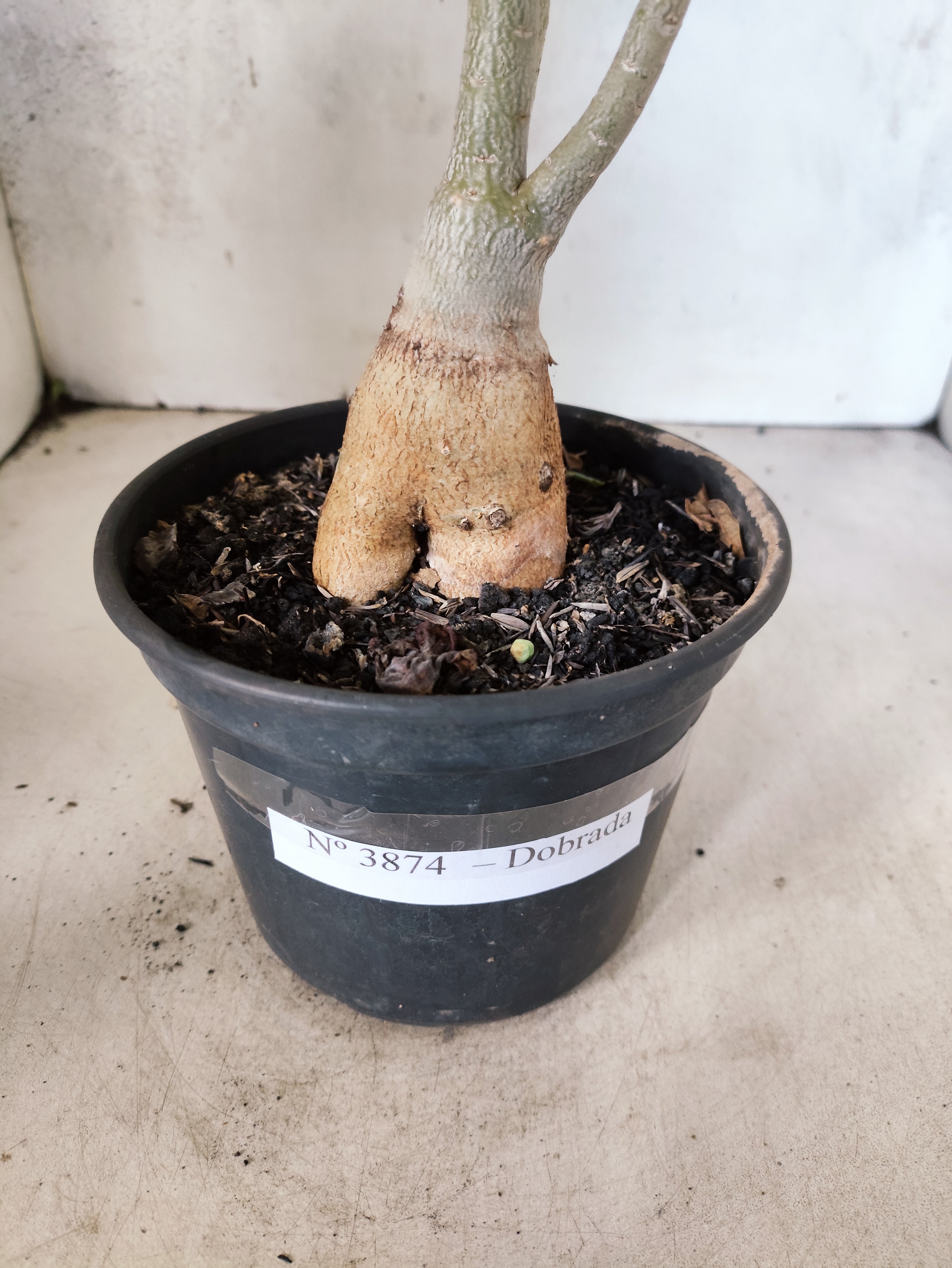 Planta Dobrada 3874 – 35cm – 03 anos