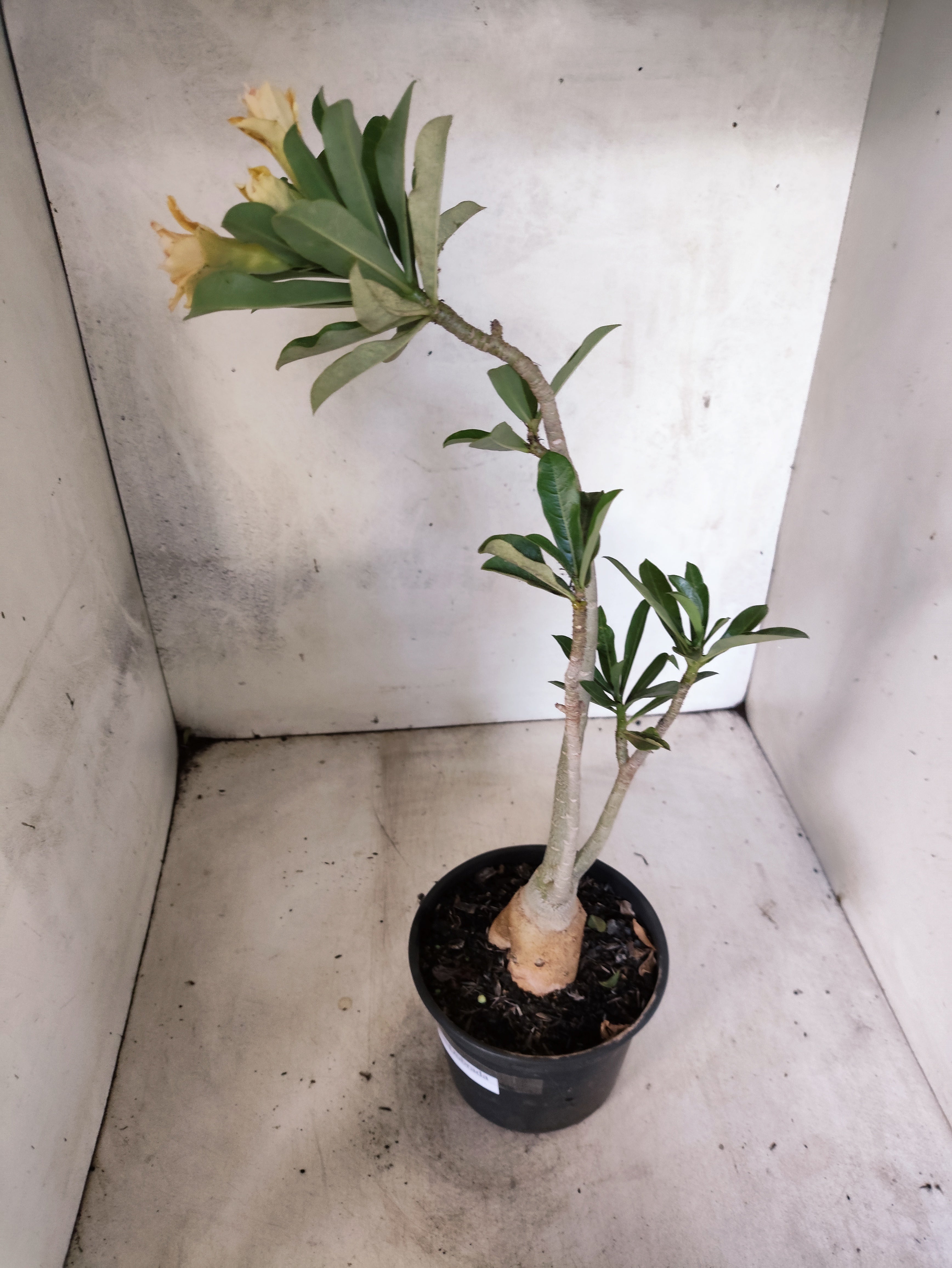 Planta Dobrada 3874 – 35cm – 03 anos