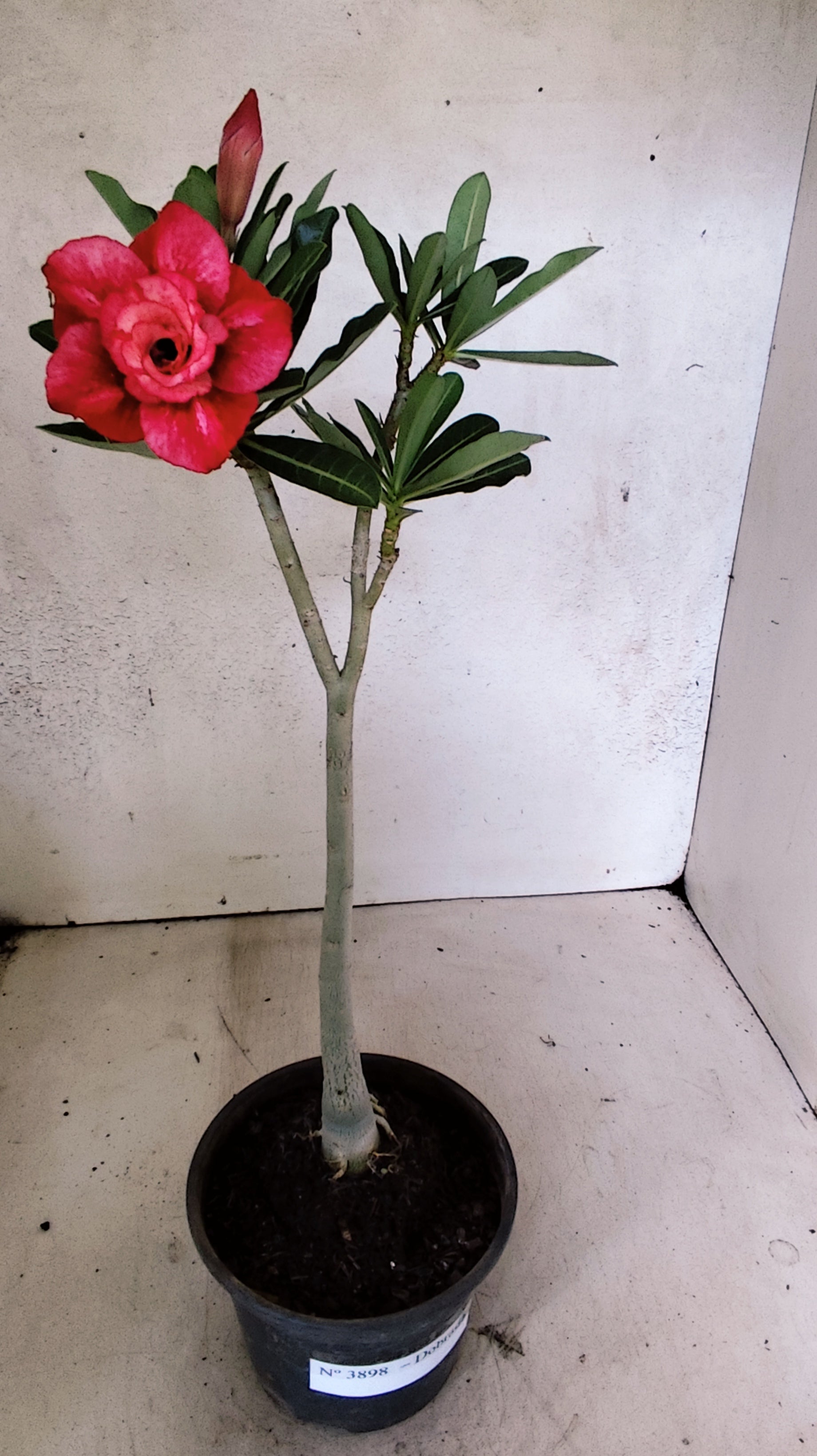 Planta Dobrada 3898 – 30cm – 02 anos
