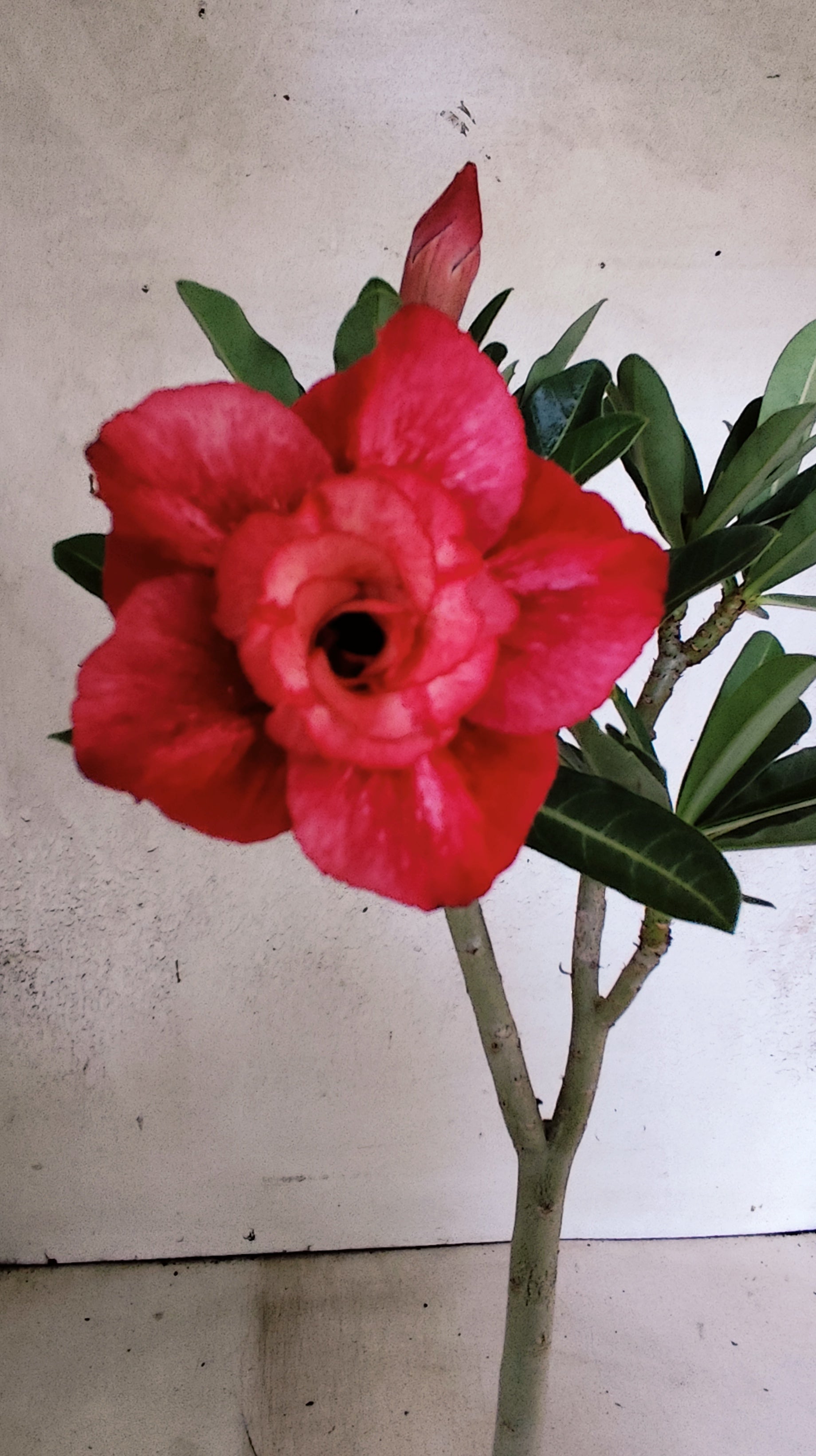 Planta Dobrada 3898 – 30cm – 02 anos