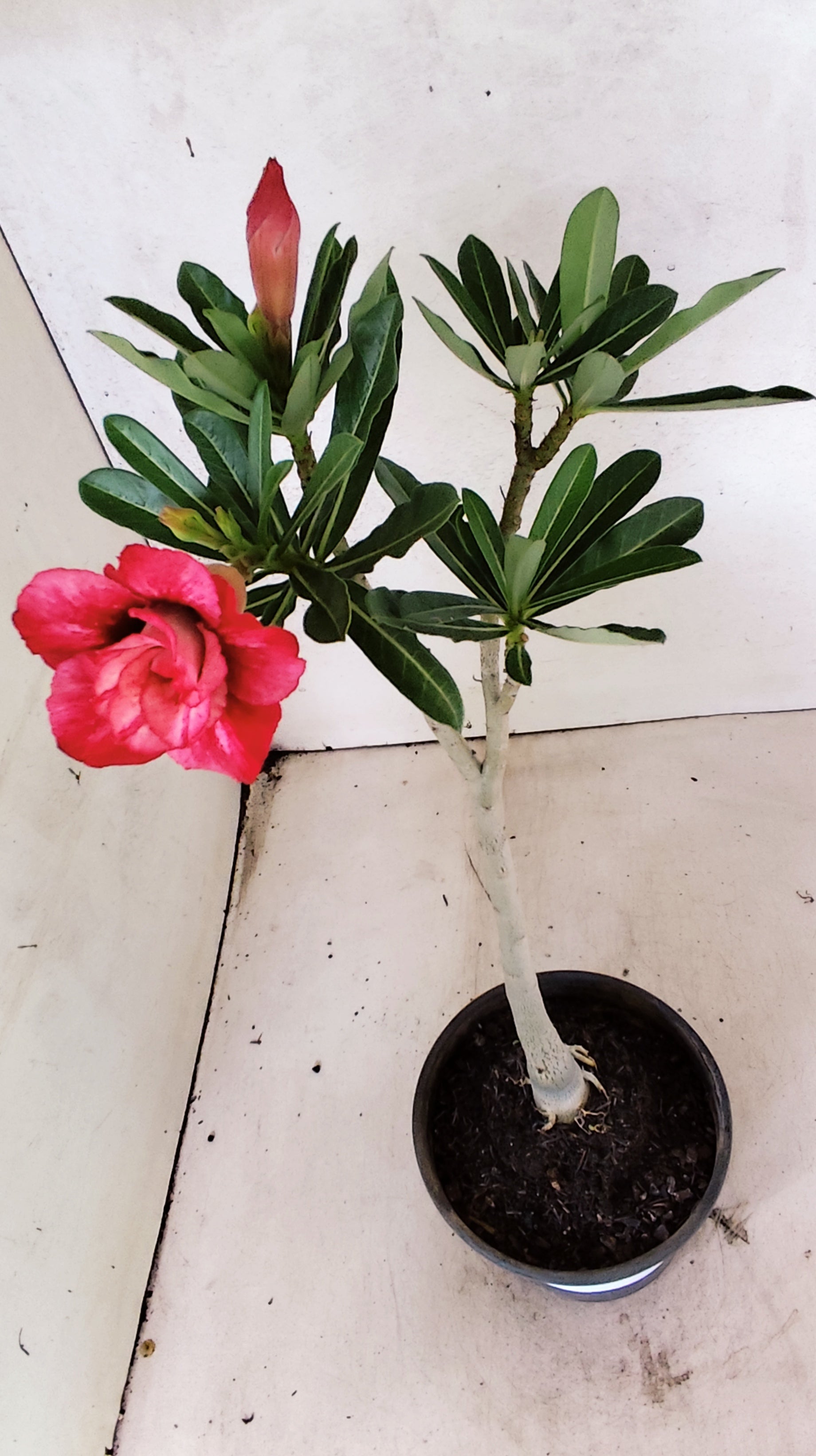 Planta Dobrada 3898 – 30cm – 02 anos