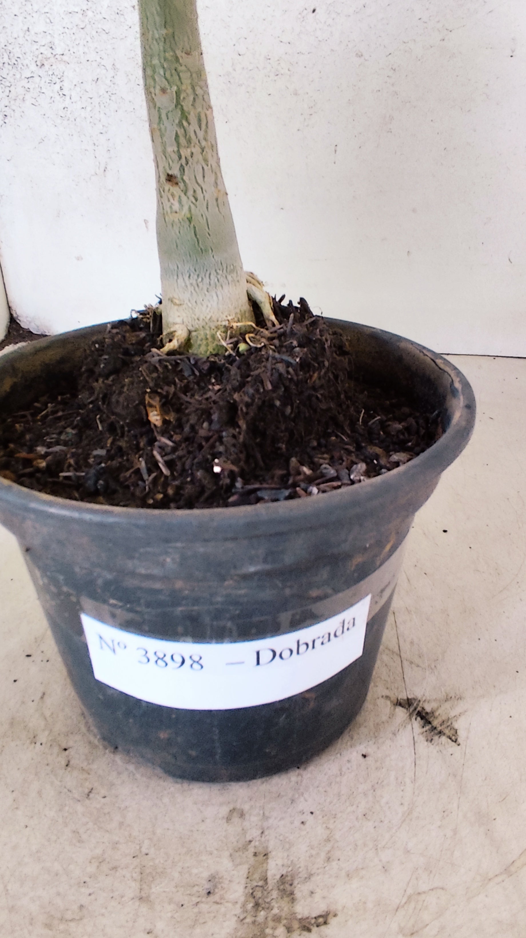 Planta Dobrada 3898 – 30cm – 02 anos