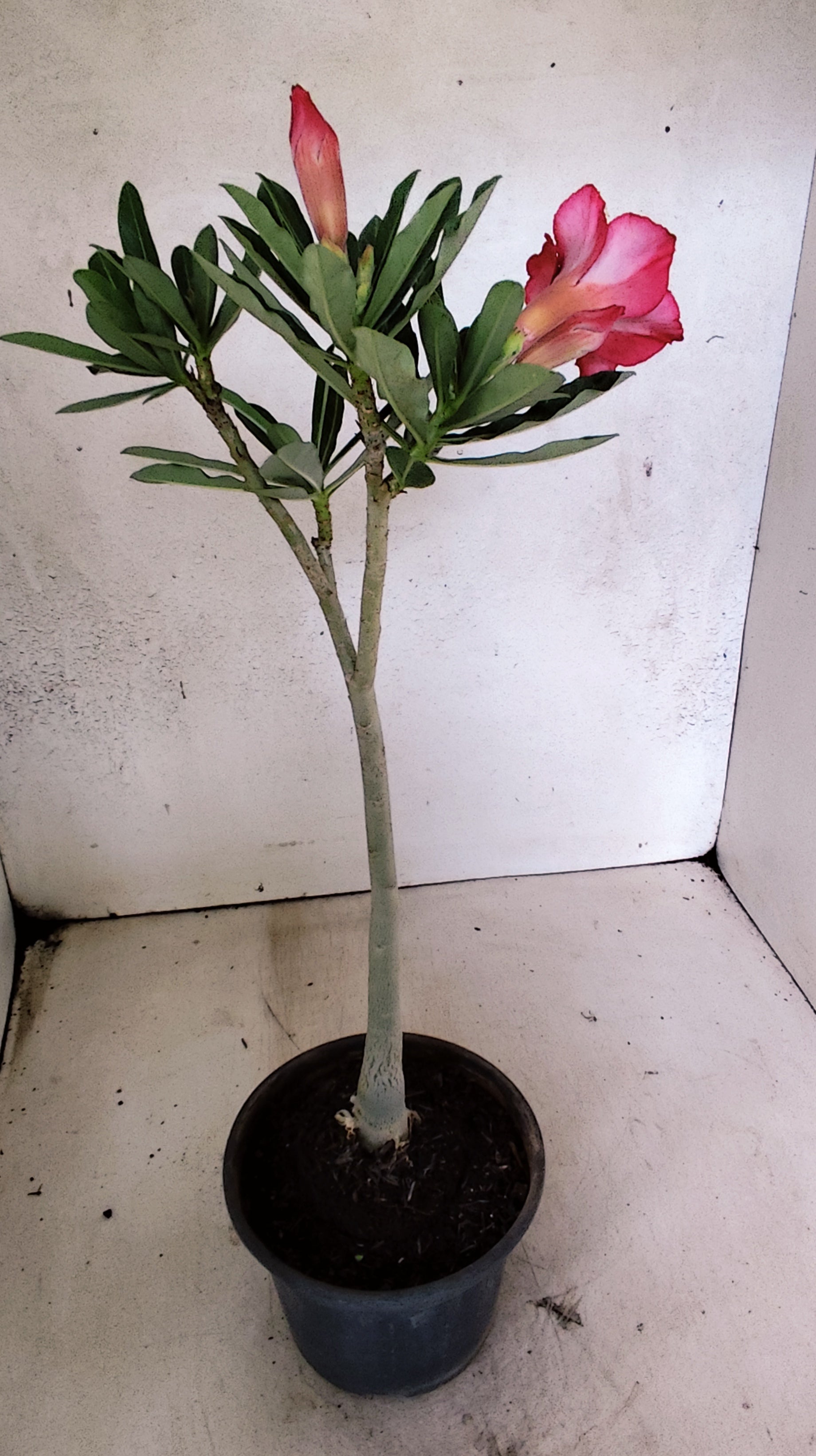 Planta Dobrada 3898 – 30cm – 02 anos