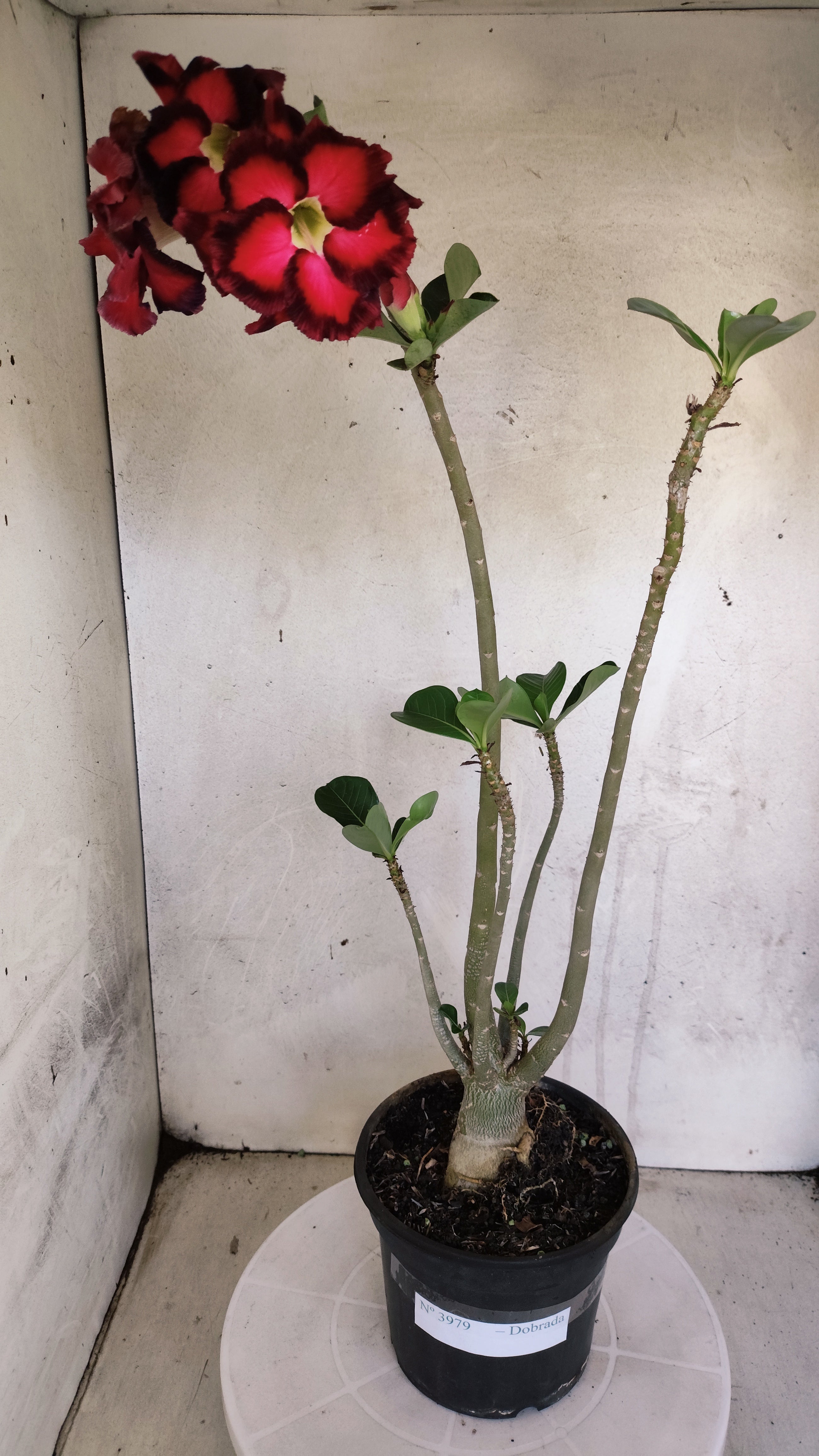 Planta Dobrada 3979 – 35cm – 03 anos