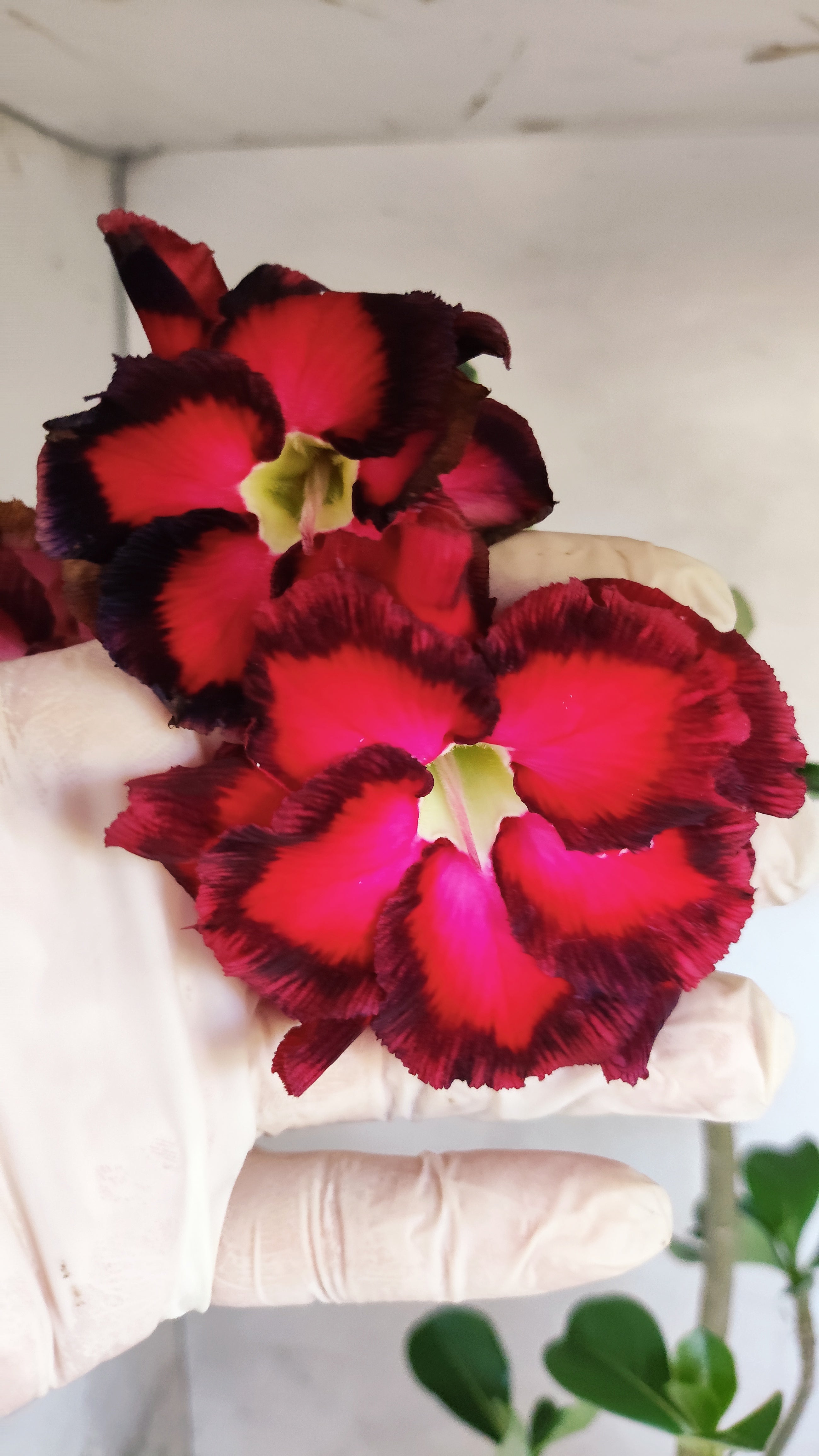 Planta Dobrada 3979 – 35cm – 03 anos