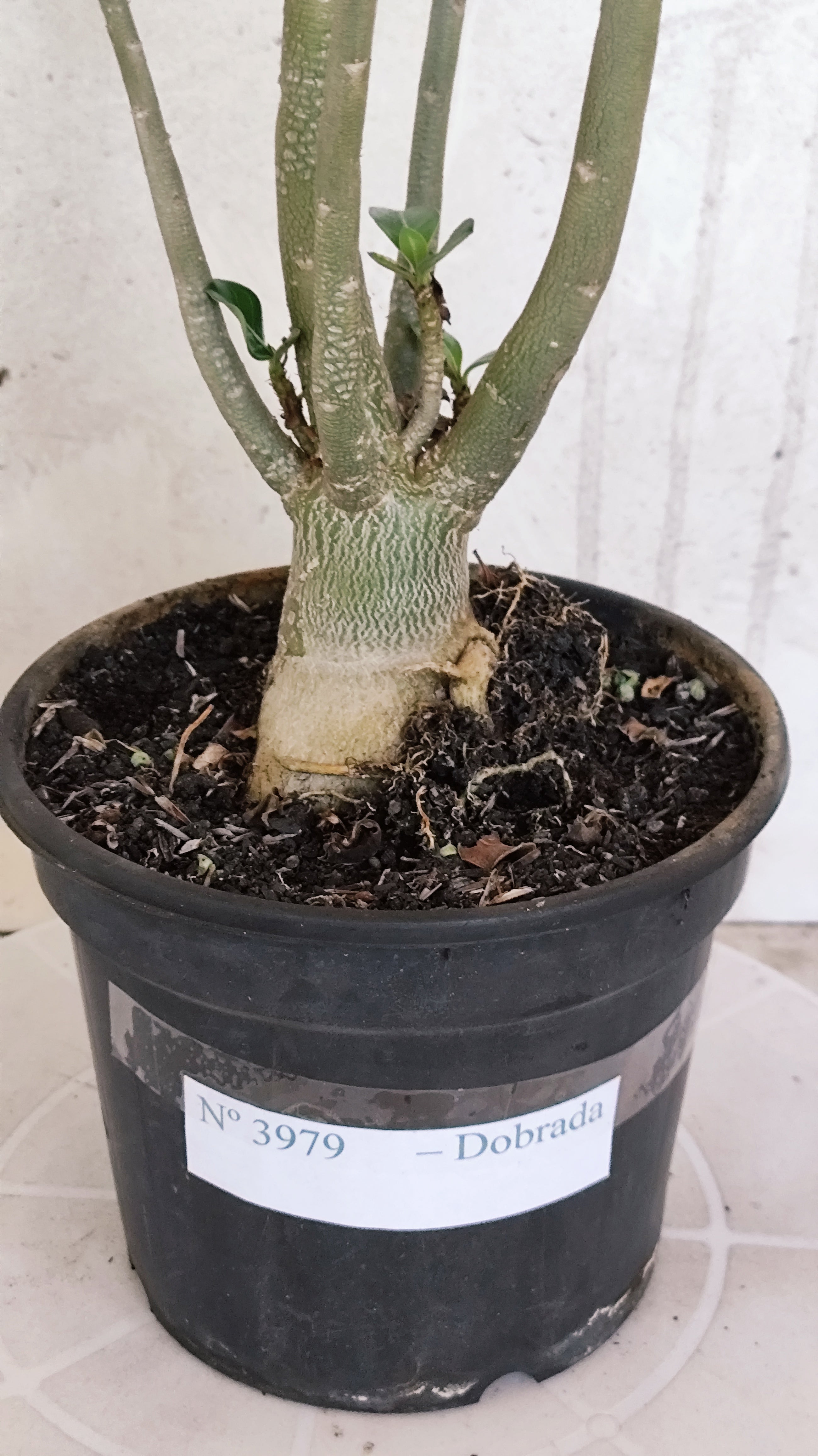 Planta Dobrada 3979 – 35cm – 03 anos