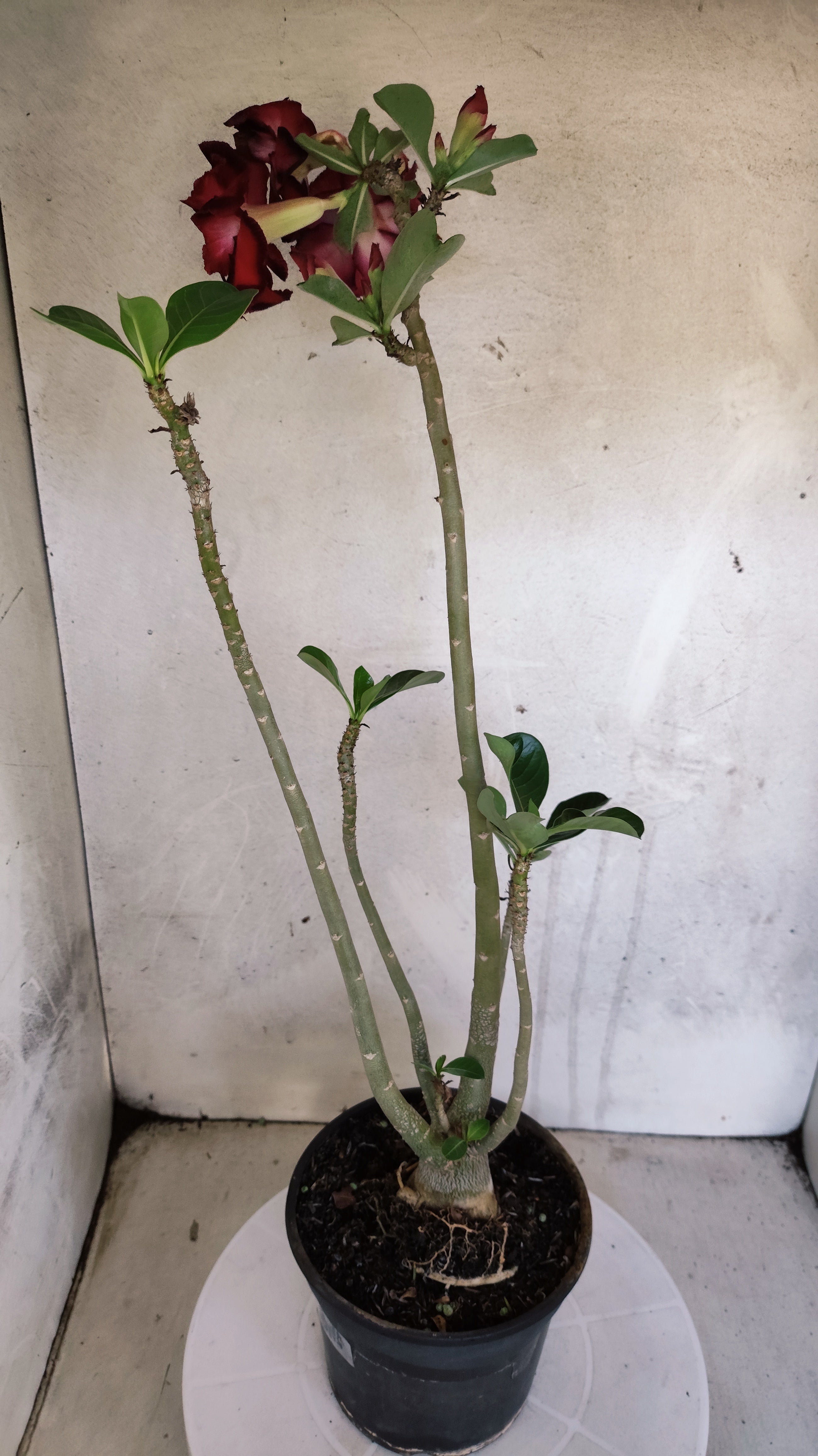 Planta Dobrada 3979 – 35cm – 03 anos