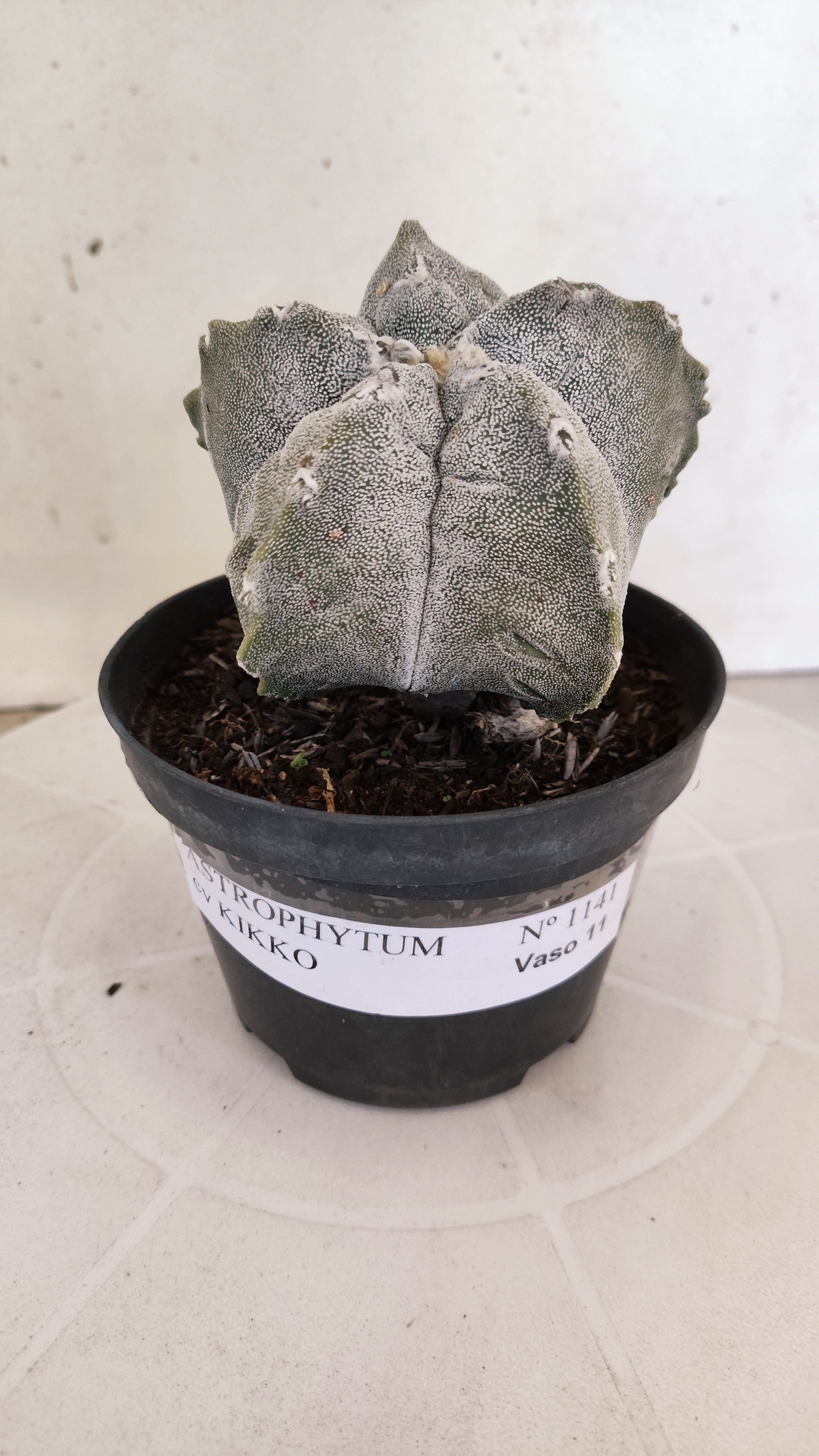 MATRIZ ASTROPHYTUM cv KIKKO Nº 1141 – vaso 11