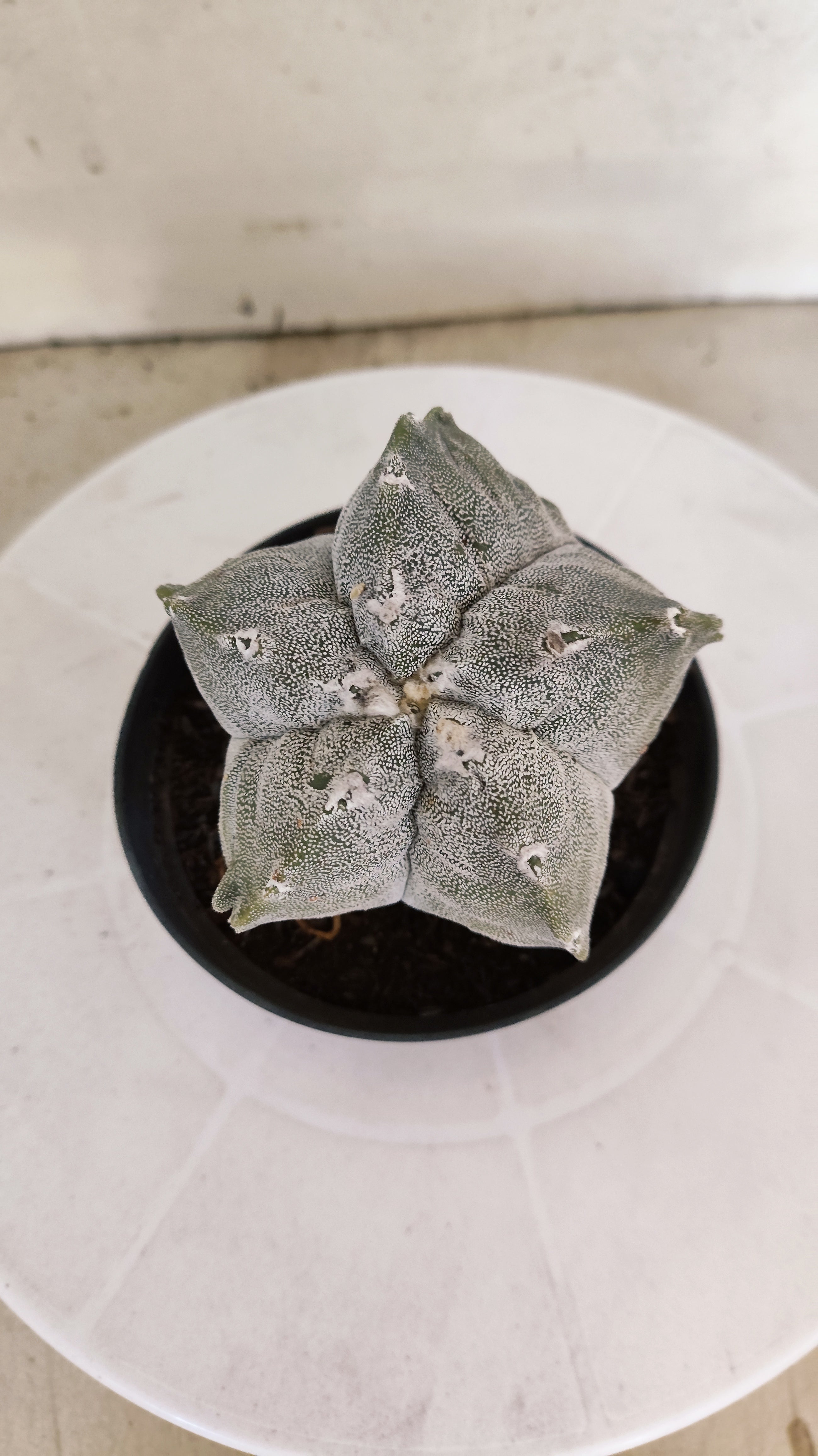 MATRIZ ASTROPHYTUM cv KIKKO Nº 1141 – vaso 11