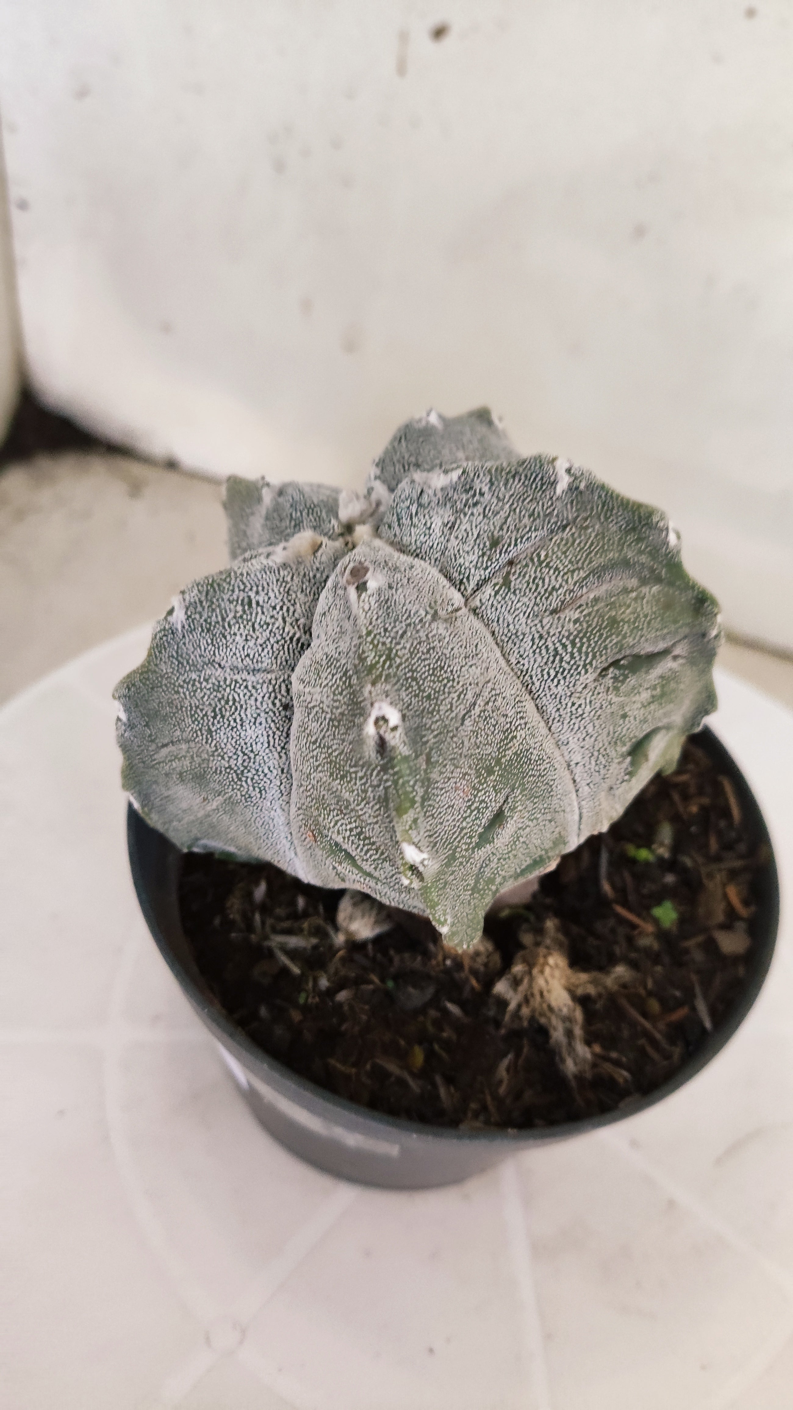MATRIZ ASTROPHYTUM cv KIKKO Nº 1141 – vaso 11