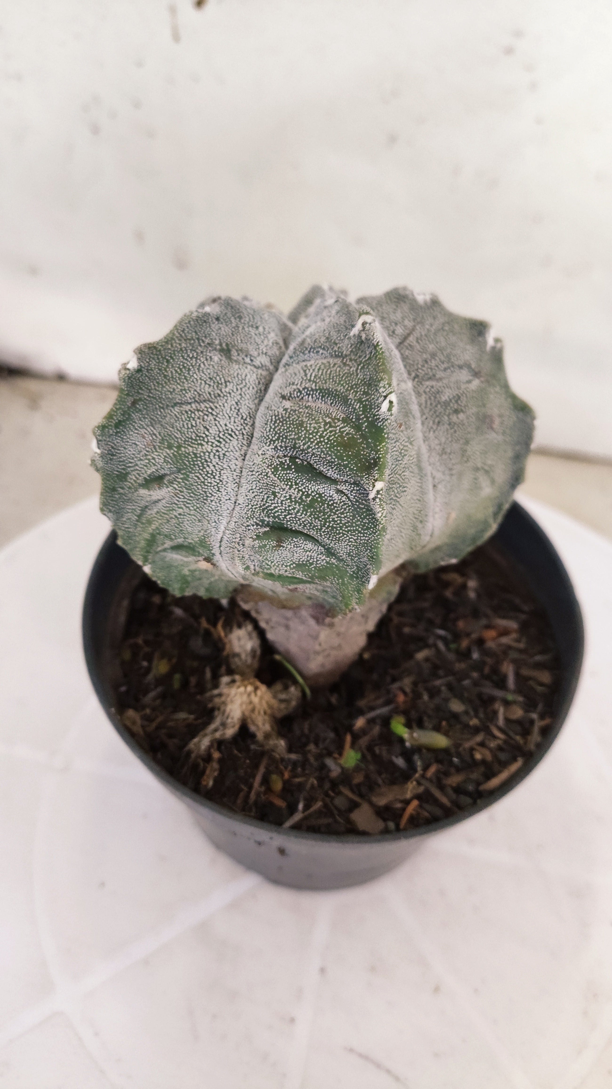 MATRIZ ASTROPHYTUM cv KIKKO Nº 1141 – vaso 11