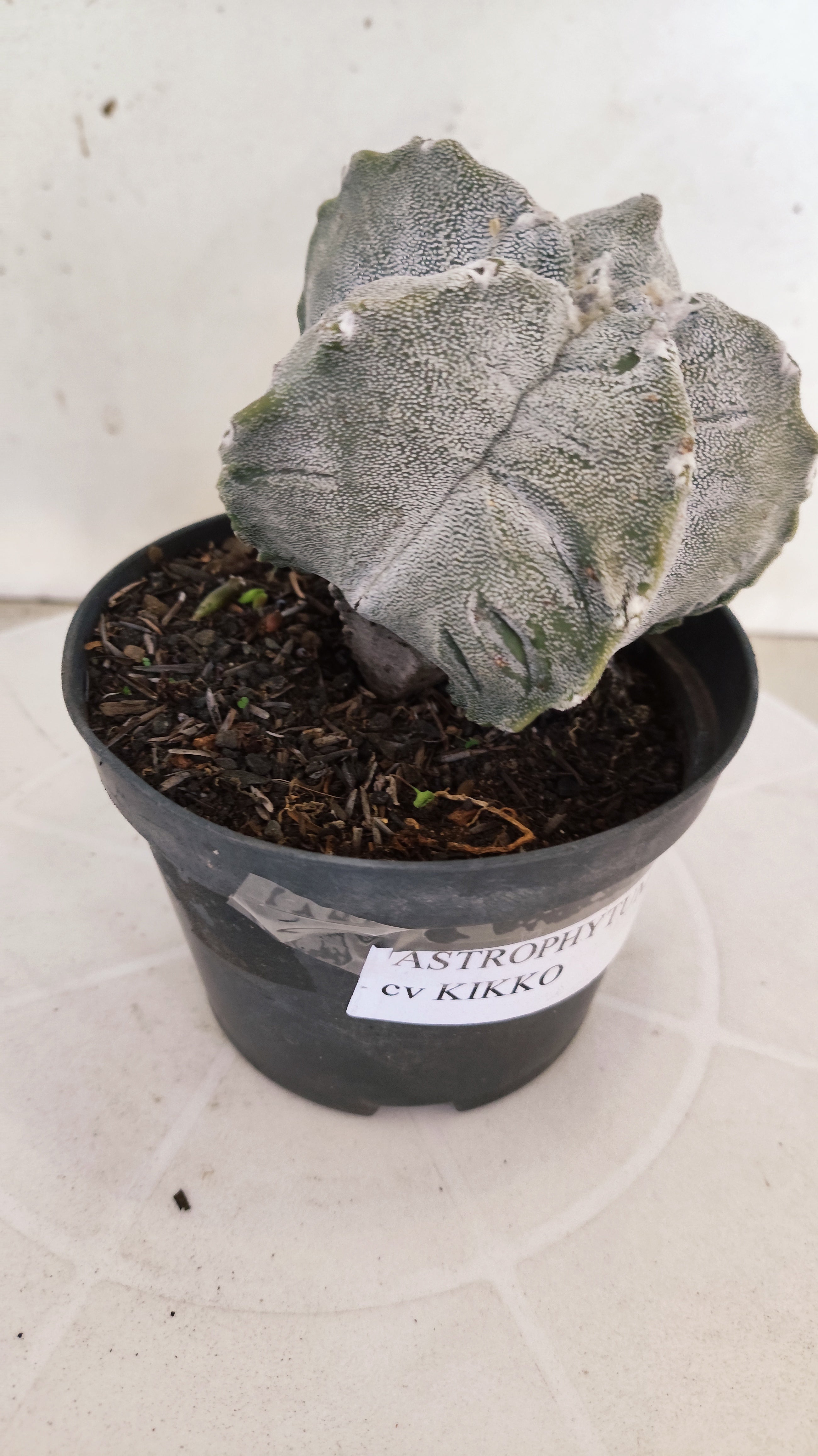 MATRIZ ASTROPHYTUM cv KIKKO Nº 1141 – vaso 11
