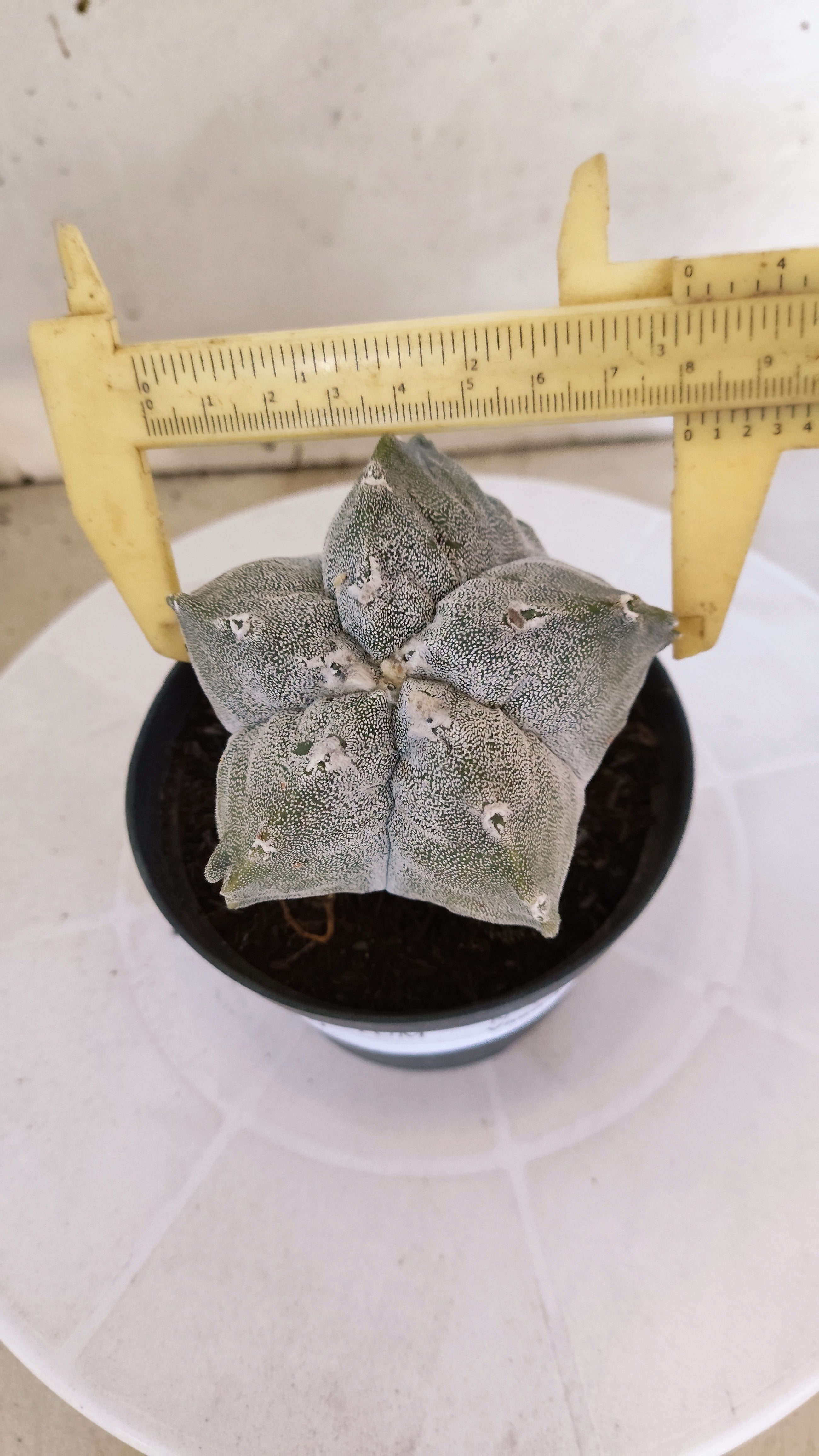 MATRIZ ASTROPHYTUM cv KIKKO Nº 1141 – vaso 11