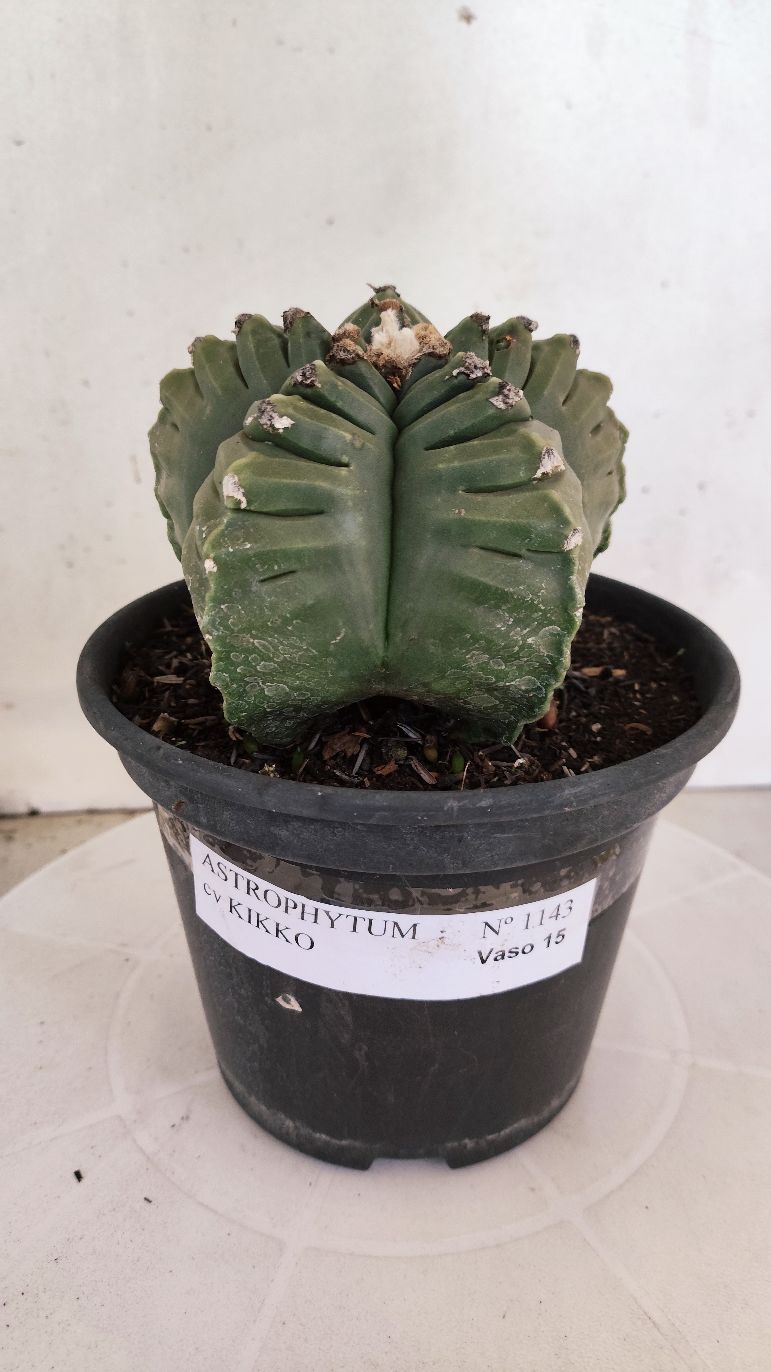 ASTROPHYTUM cv KIKKO Nº 1143  - vaso 15
