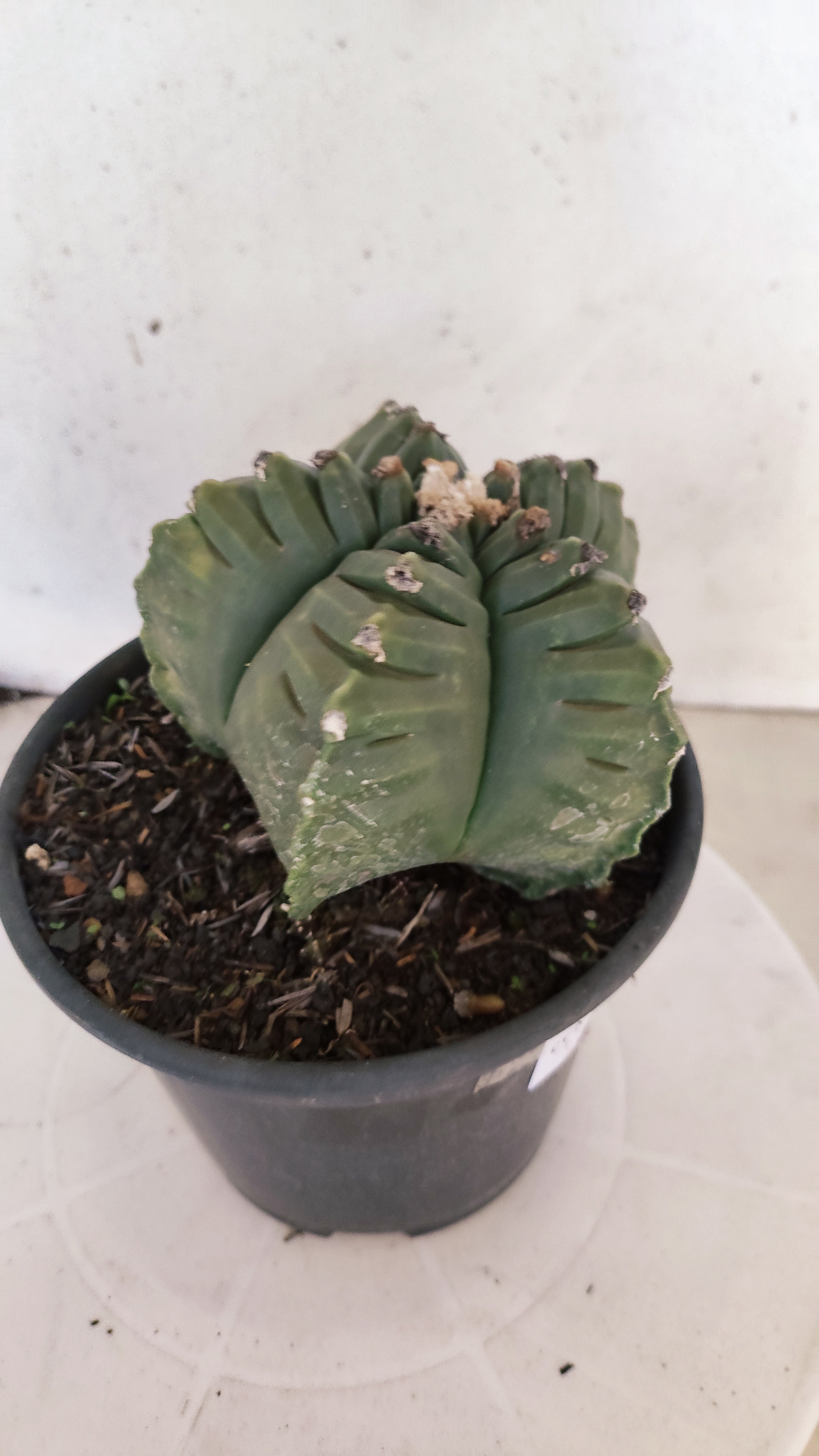 ASTROPHYTUM cv KIKKO Nº 1143  - vaso 15