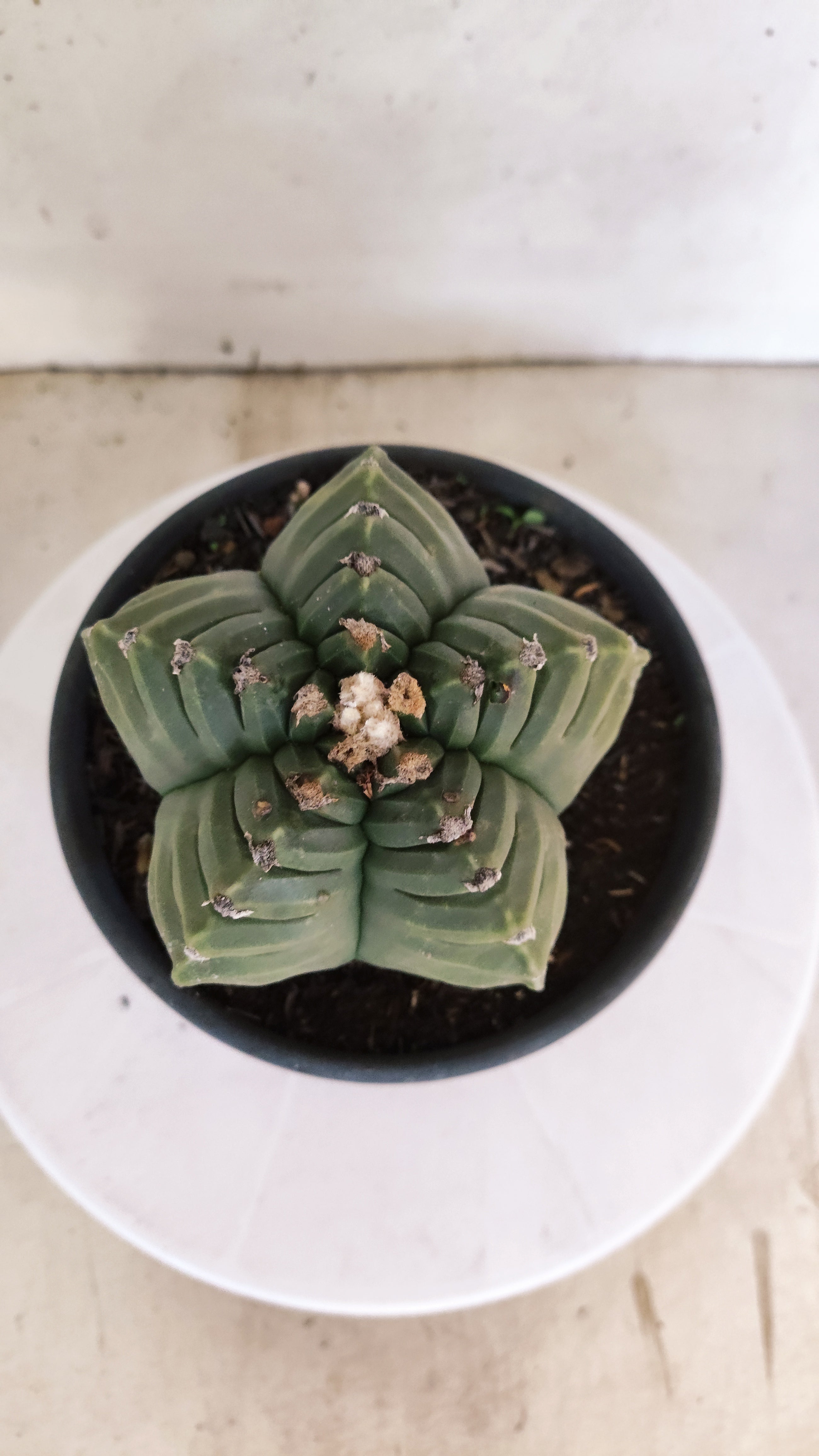 ASTROPHYTUM cv KIKKO Nº 1143  - vaso 15