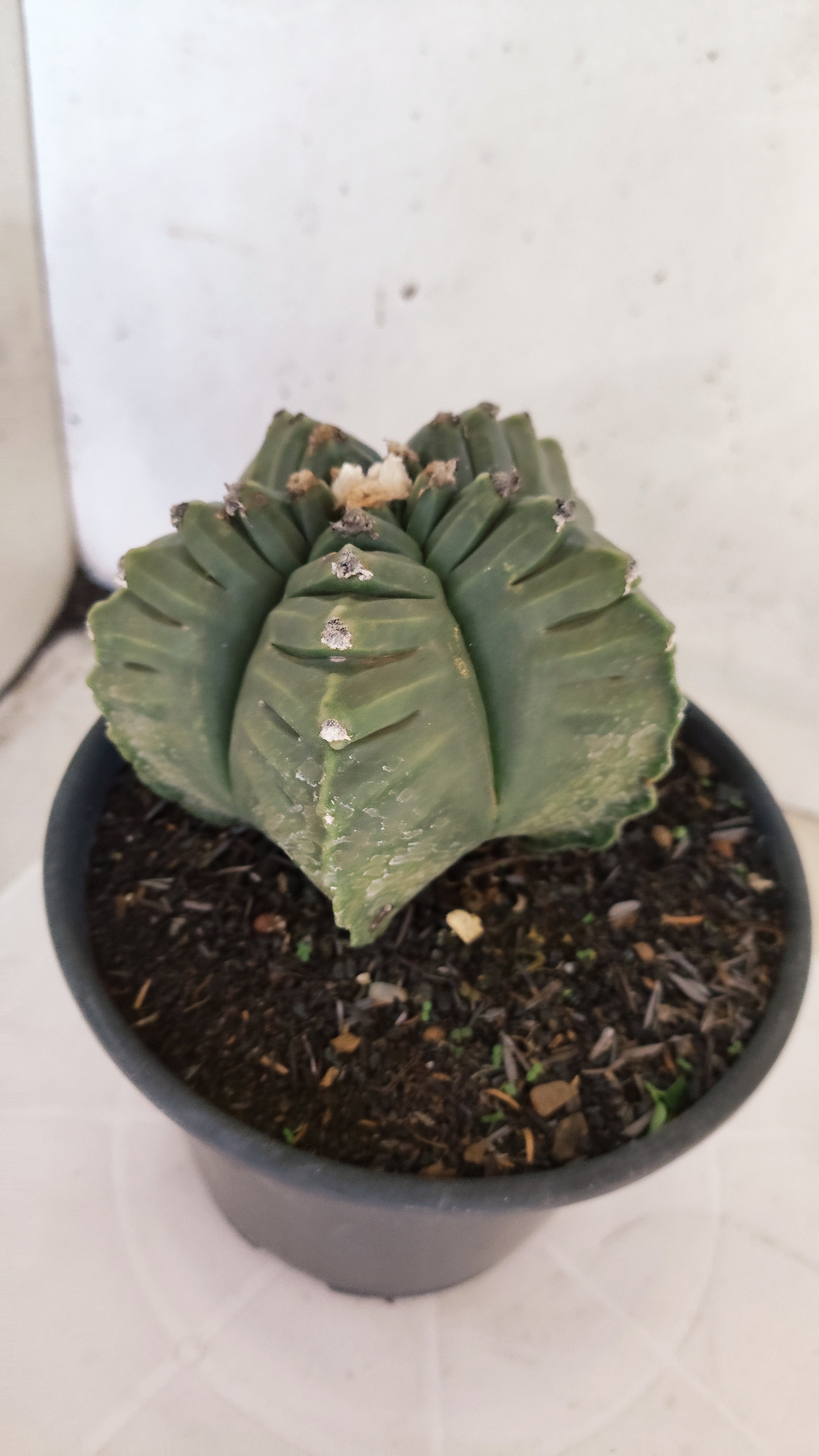 ASTROPHYTUM cv KIKKO Nº 1143  - vaso 15