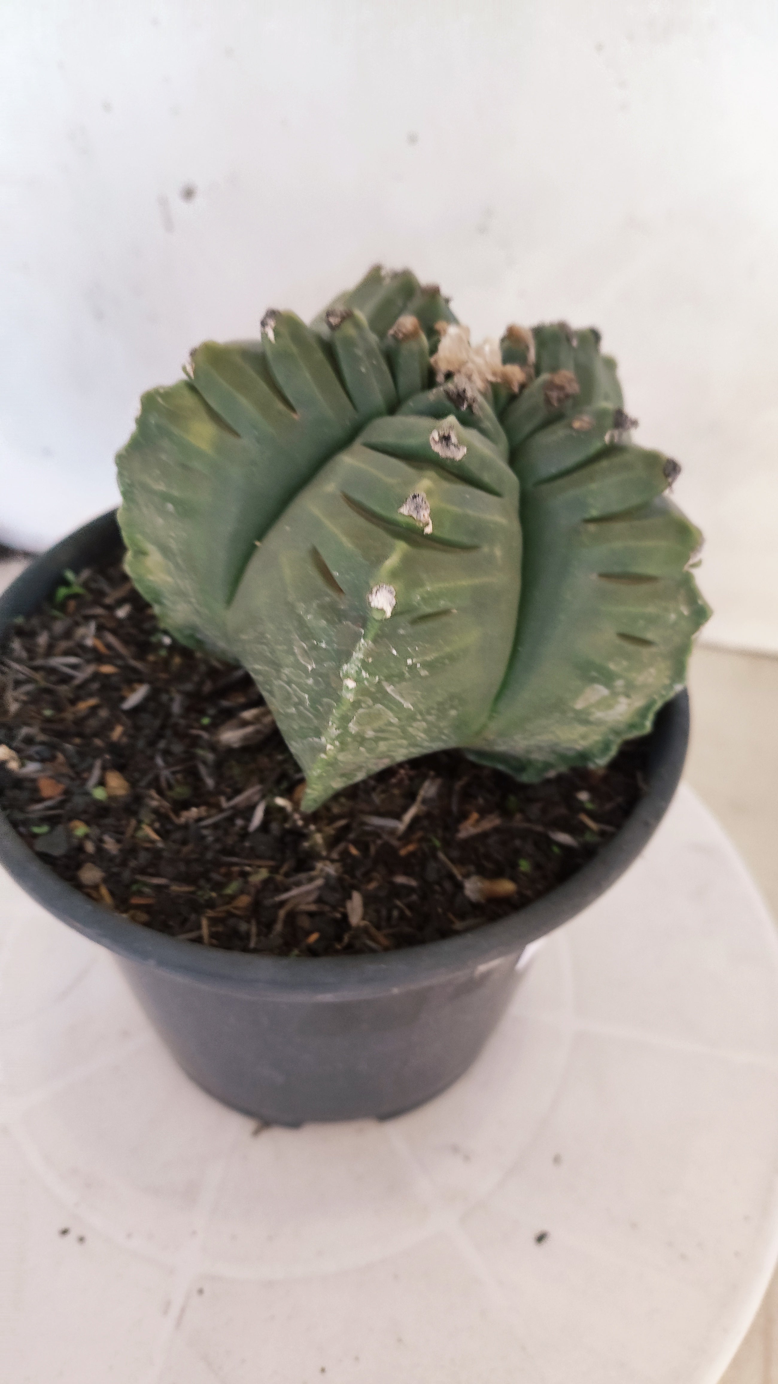 ASTROPHYTUM cv KIKKO Nº 1143  - vaso 15