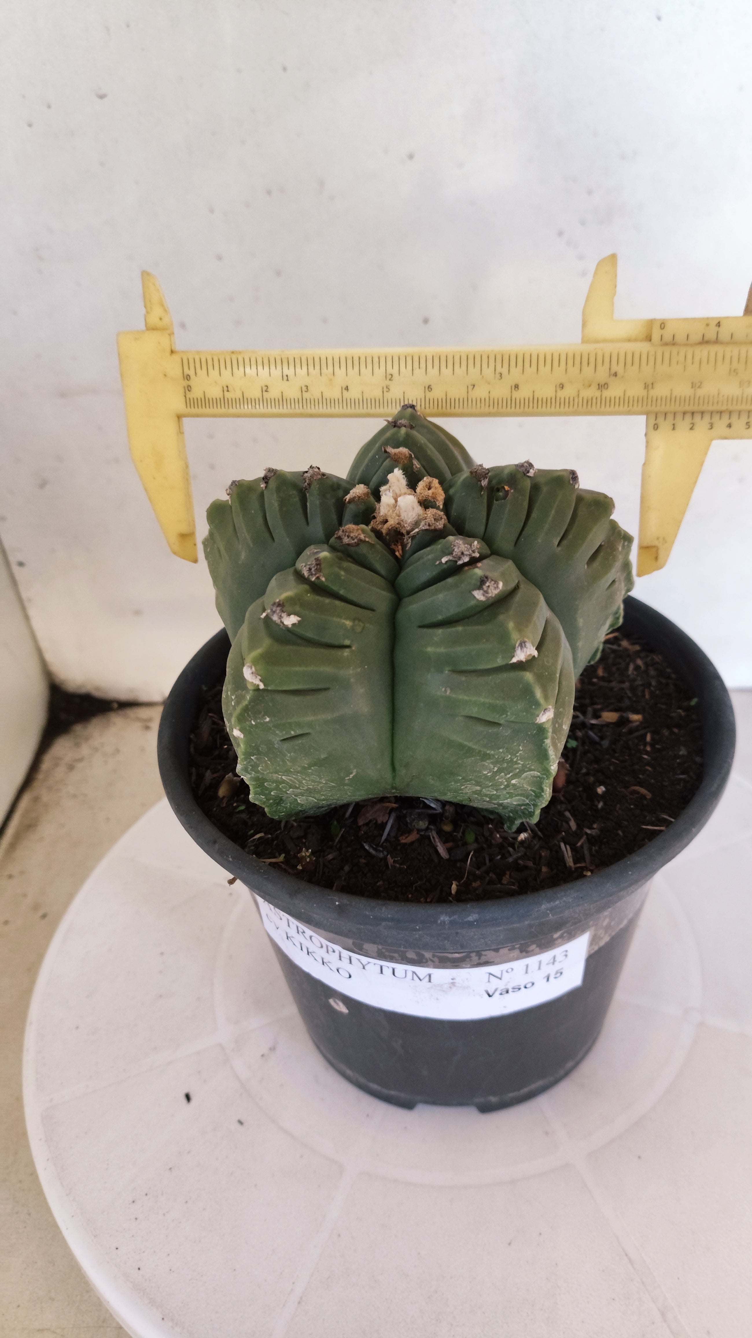 ASTROPHYTUM cv KIKKO Nº 1143  - vaso 15