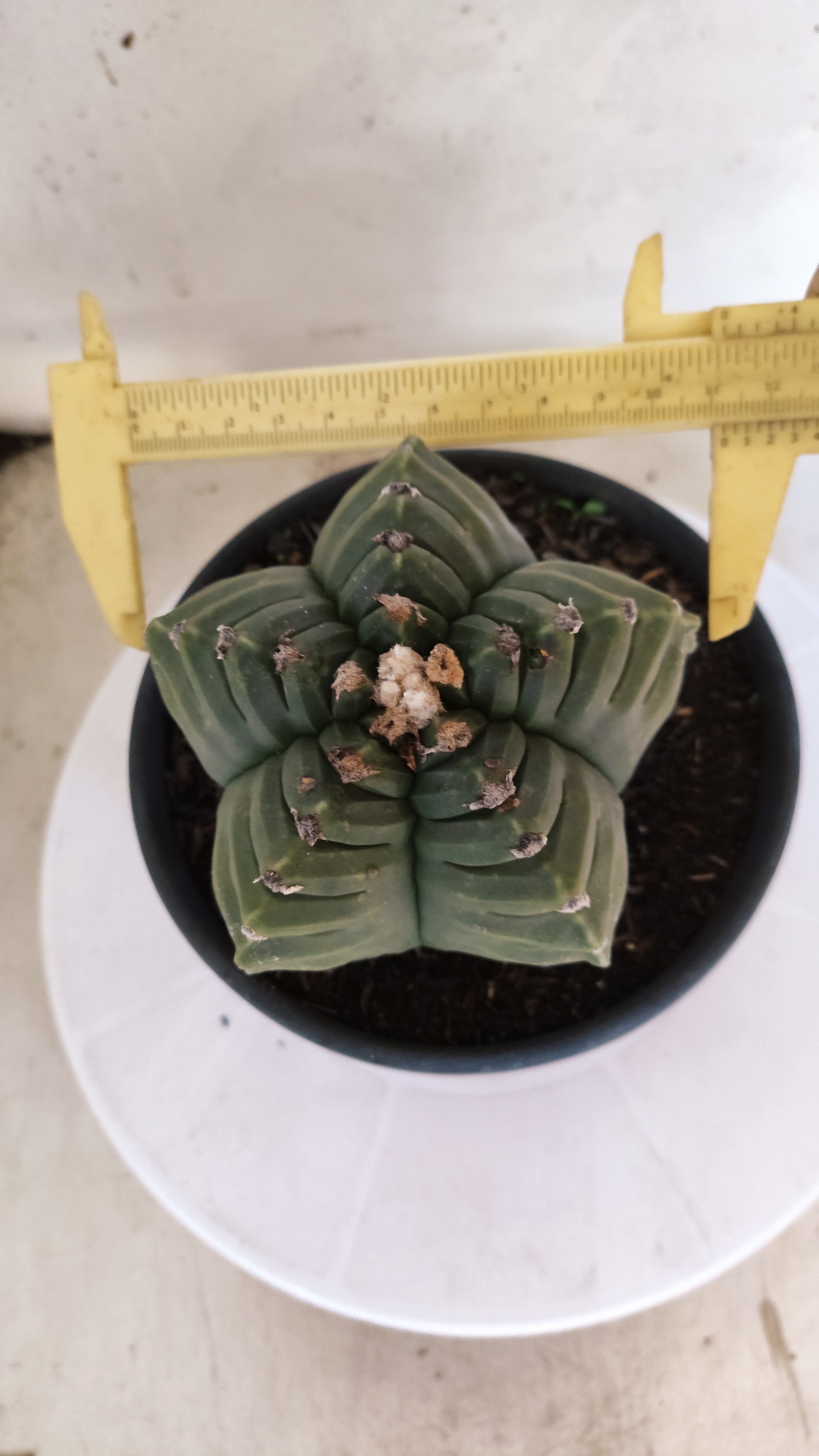 ASTROPHYTUM cv KIKKO Nº 1143  - vaso 15
