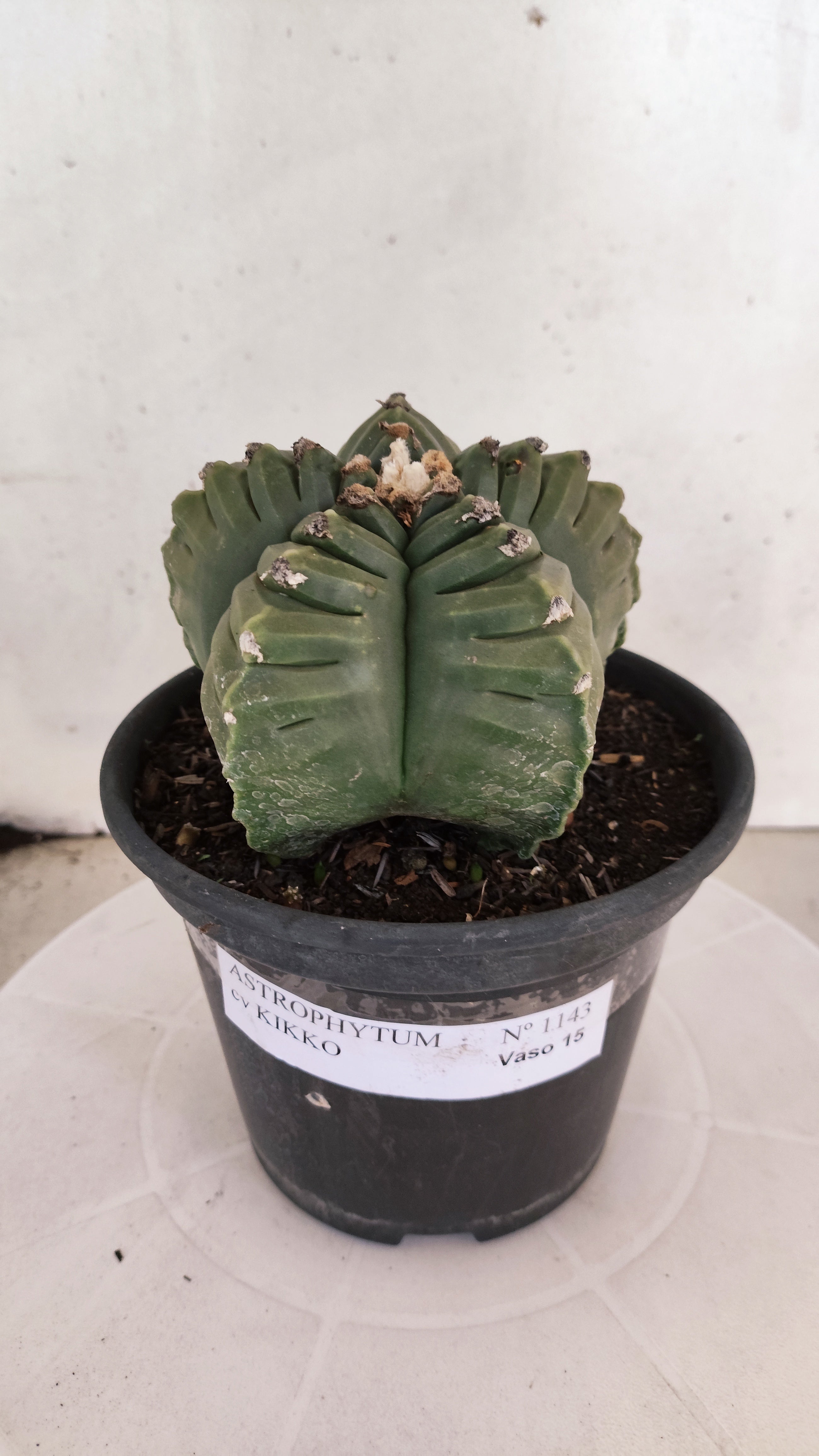ASTROPHYTUM cv KIKKO Nº 1143  - vaso 15