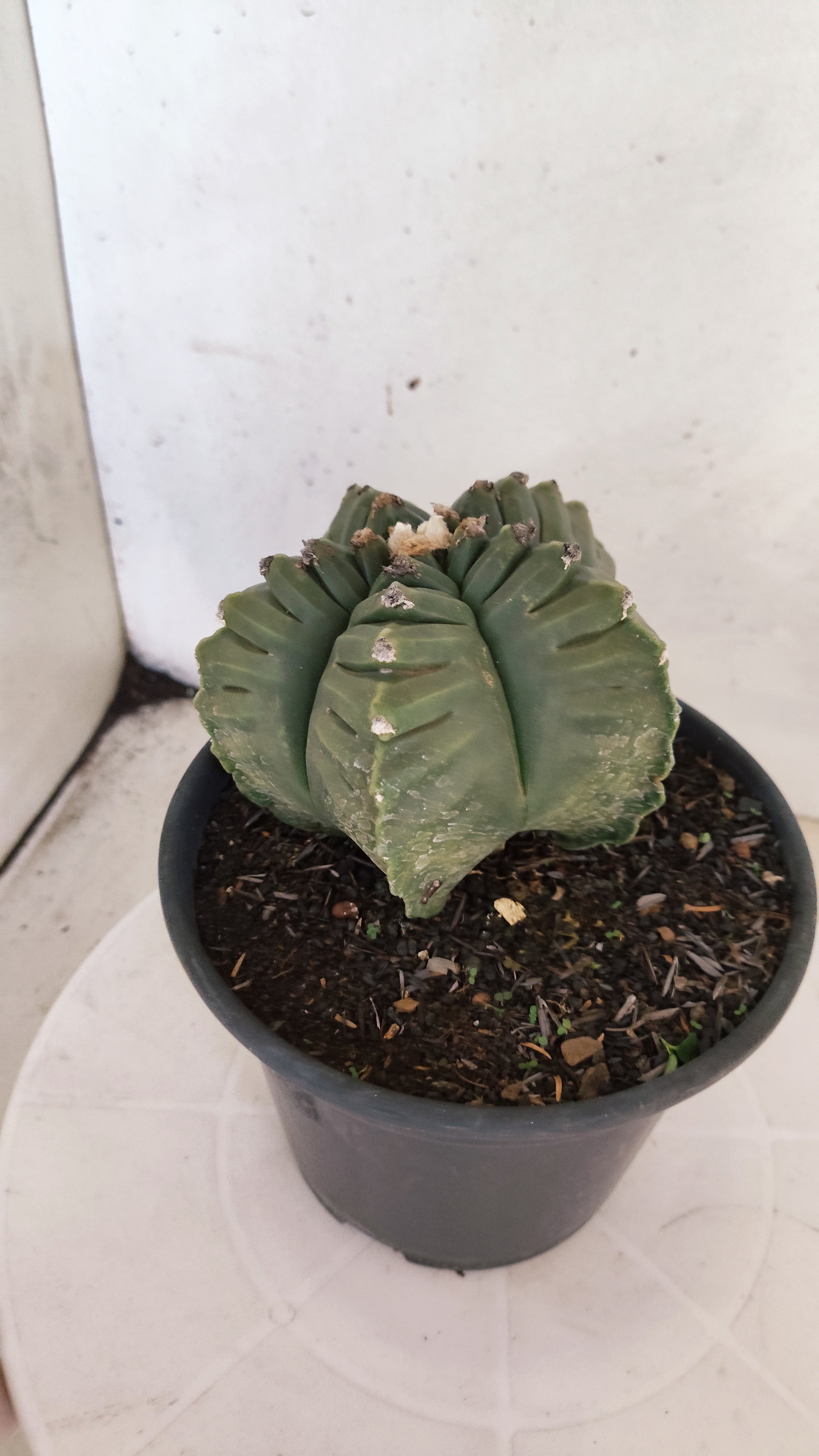 ASTROPHYTUM cv KIKKO Nº 1143  - vaso 15