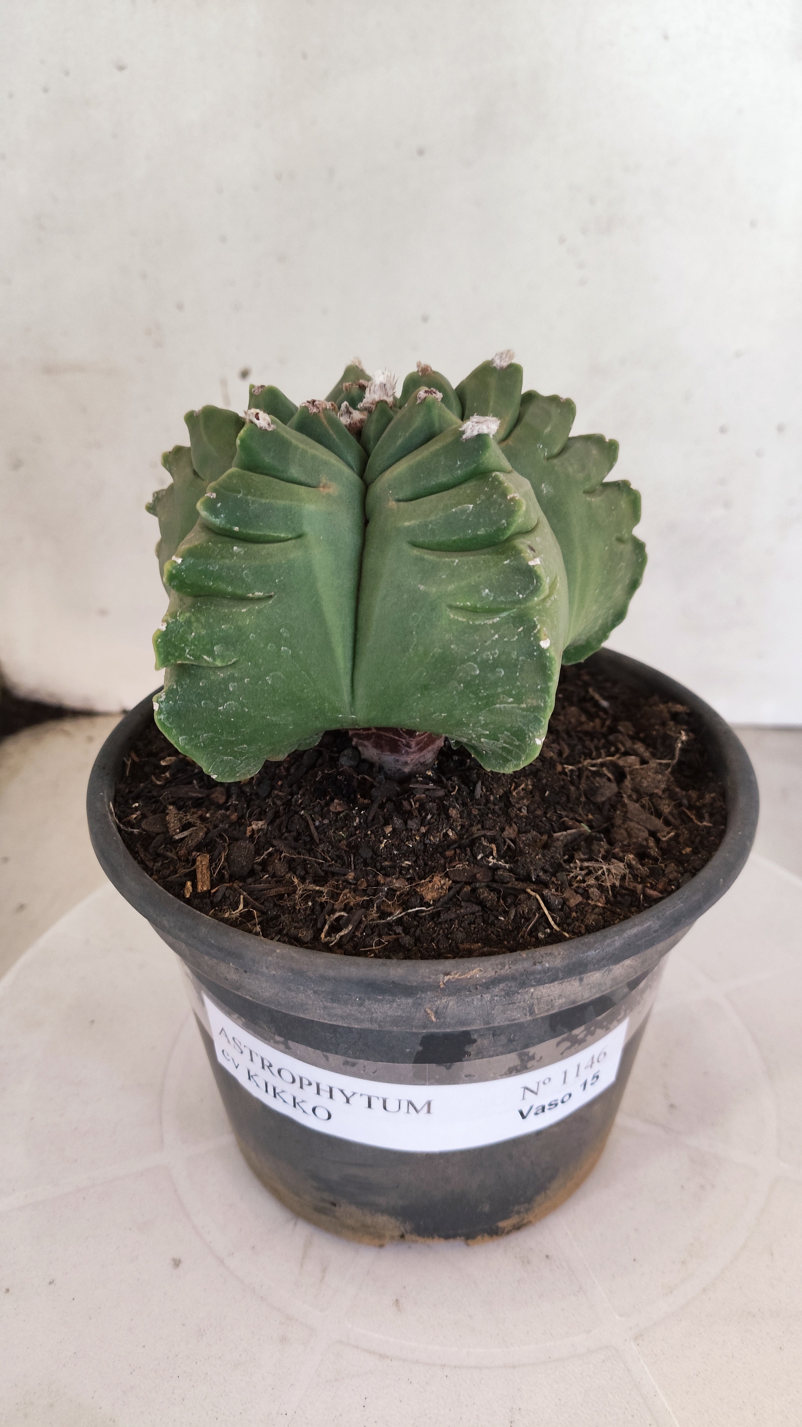 MATRIZ ASTROPHYTUM cv KIKKO  Nº 1146 – vaso 15