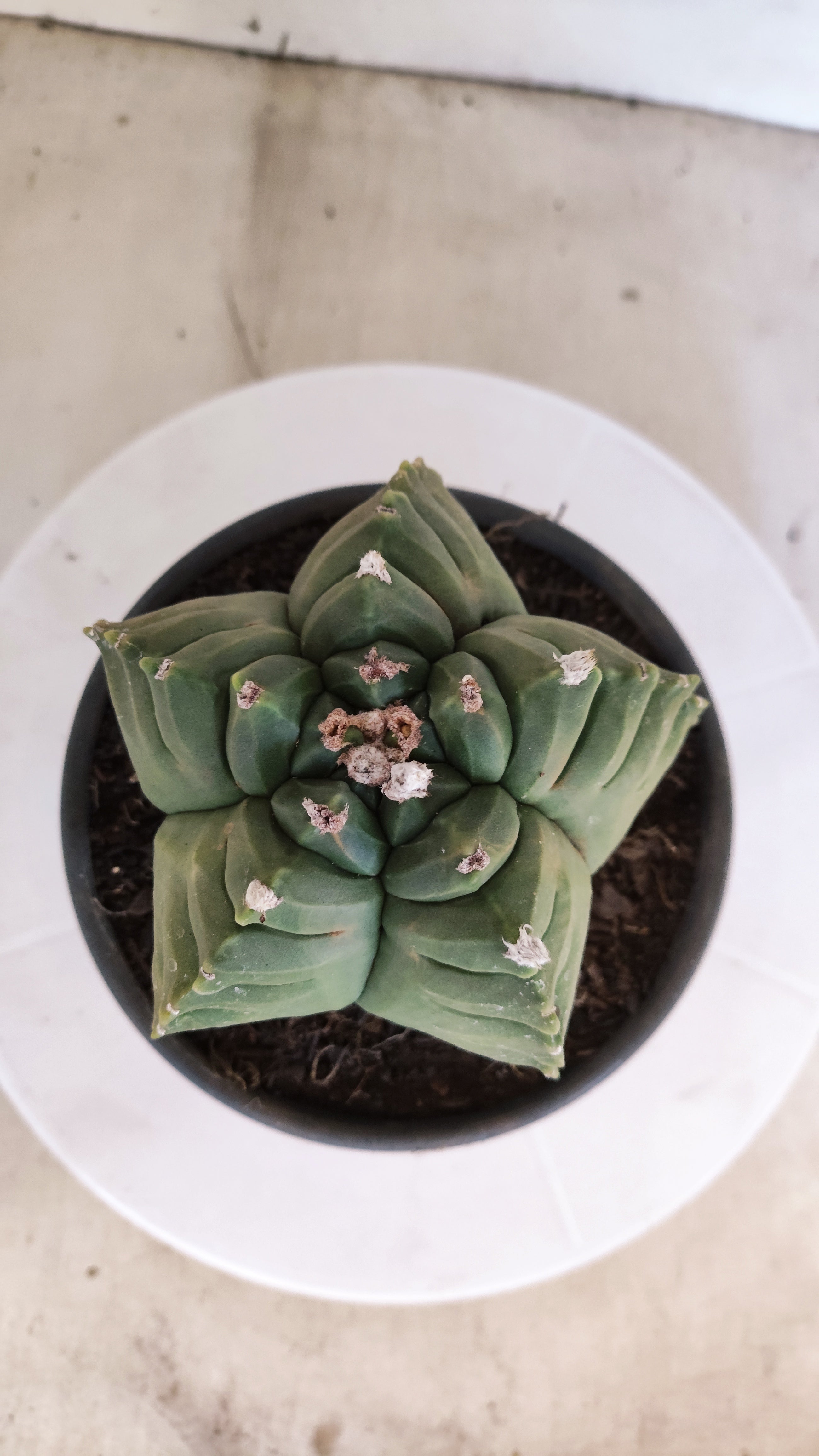 MATRIZ ASTROPHYTUM cv KIKKO  Nº 1146 – vaso 15
