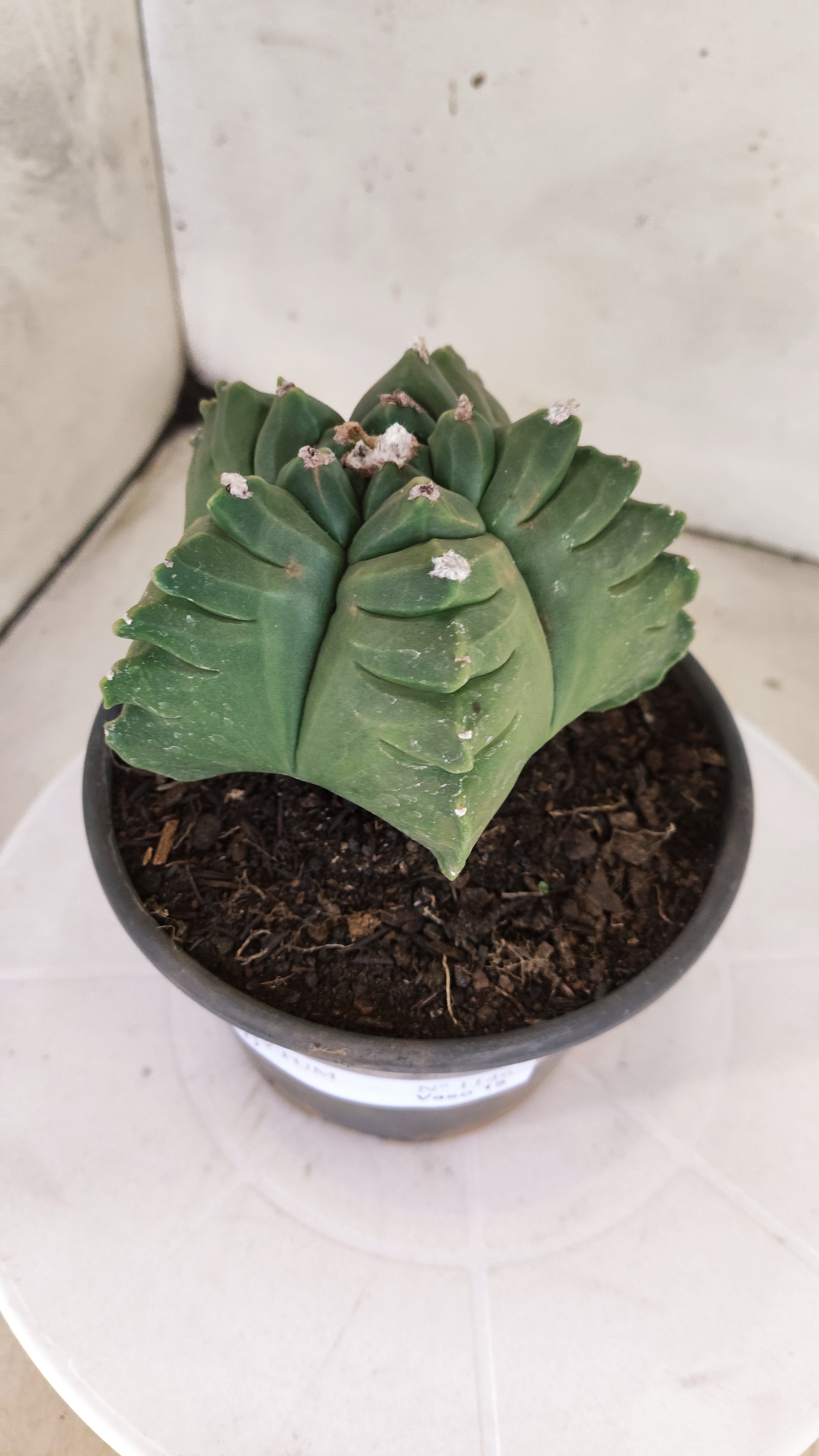 MATRIZ ASTROPHYTUM cv KIKKO  Nº 1146 – vaso 15