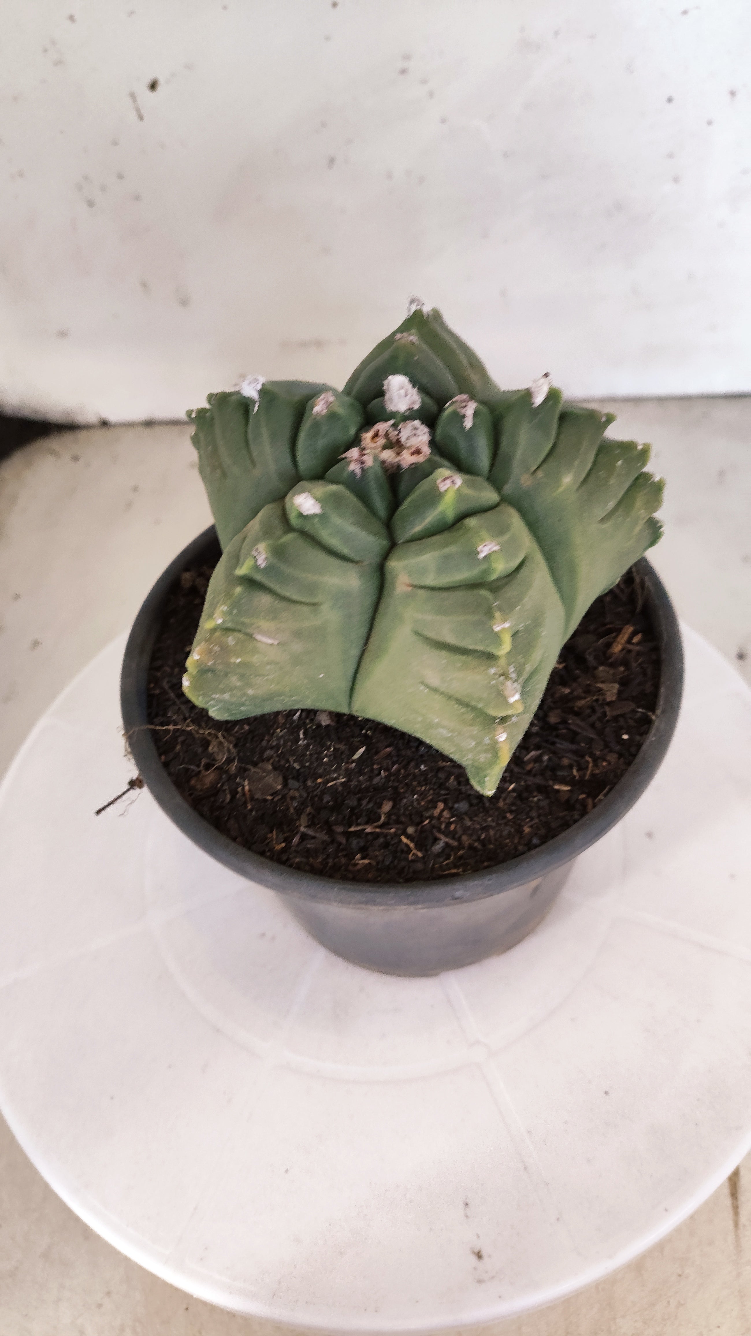 MATRIZ ASTROPHYTUM cv KIKKO  Nº 1146 – vaso 15