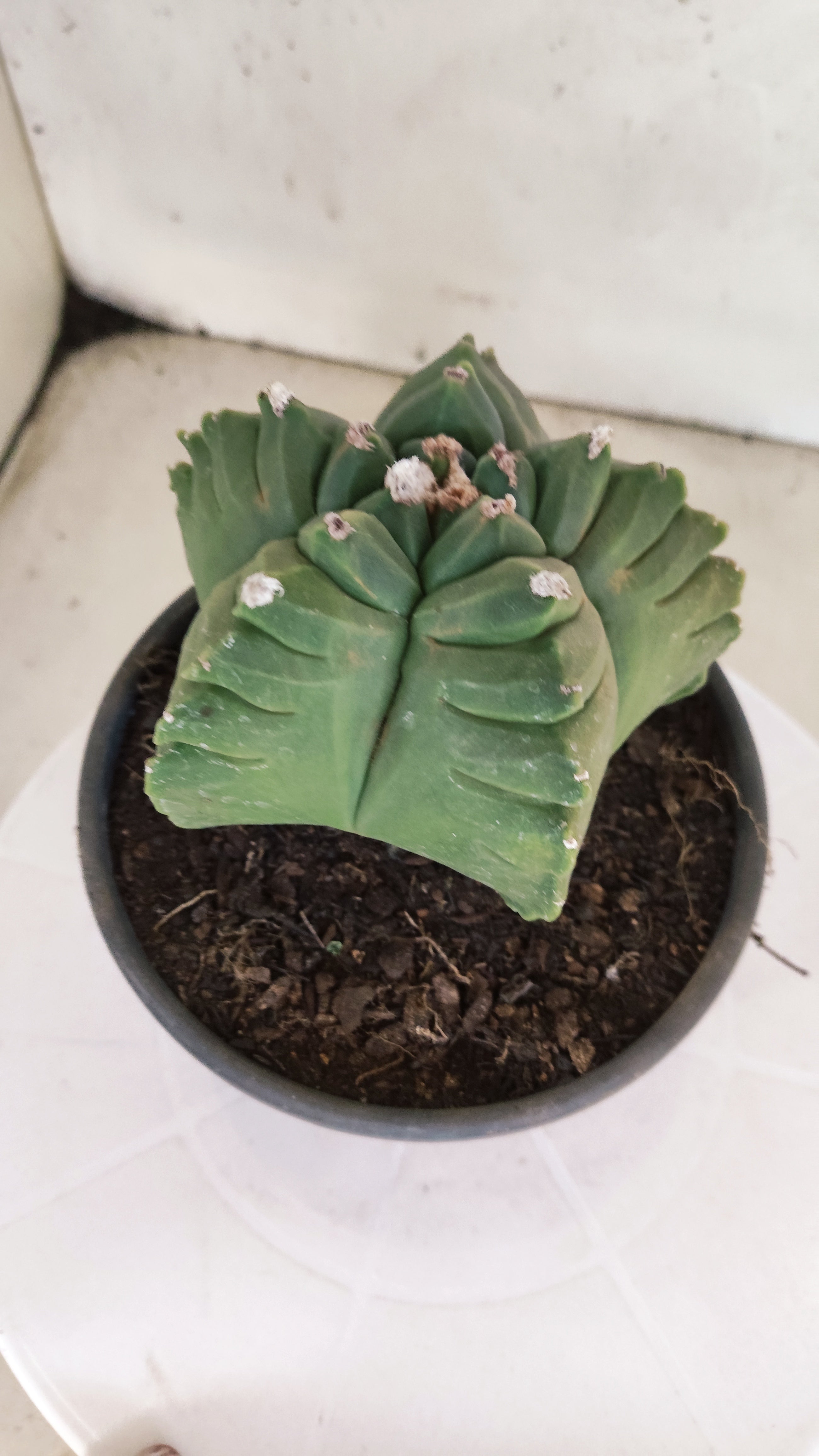 MATRIZ ASTROPHYTUM cv KIKKO  Nº 1146 – vaso 15