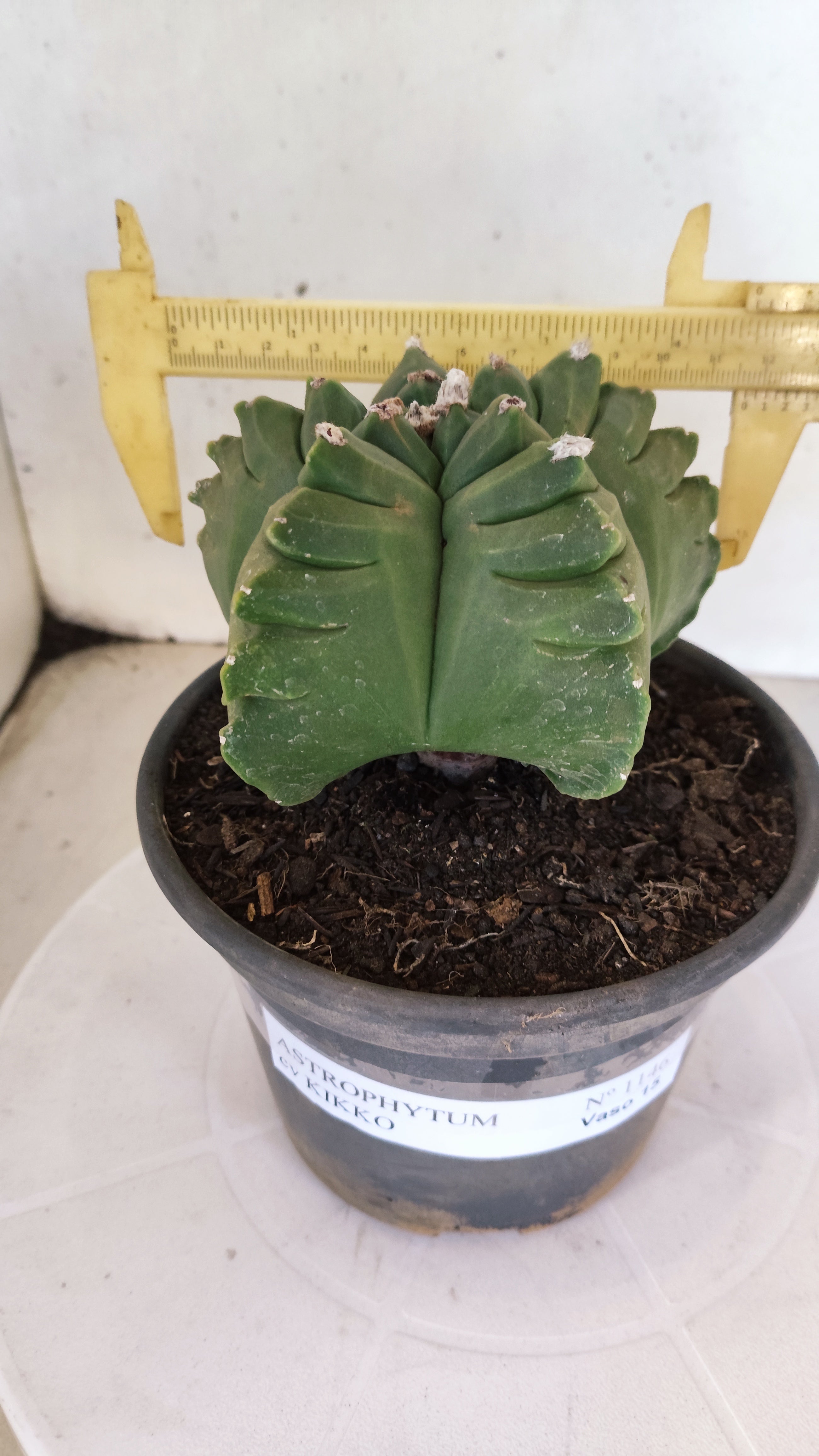 MATRIZ ASTROPHYTUM cv KIKKO  Nº 1146 – vaso 15