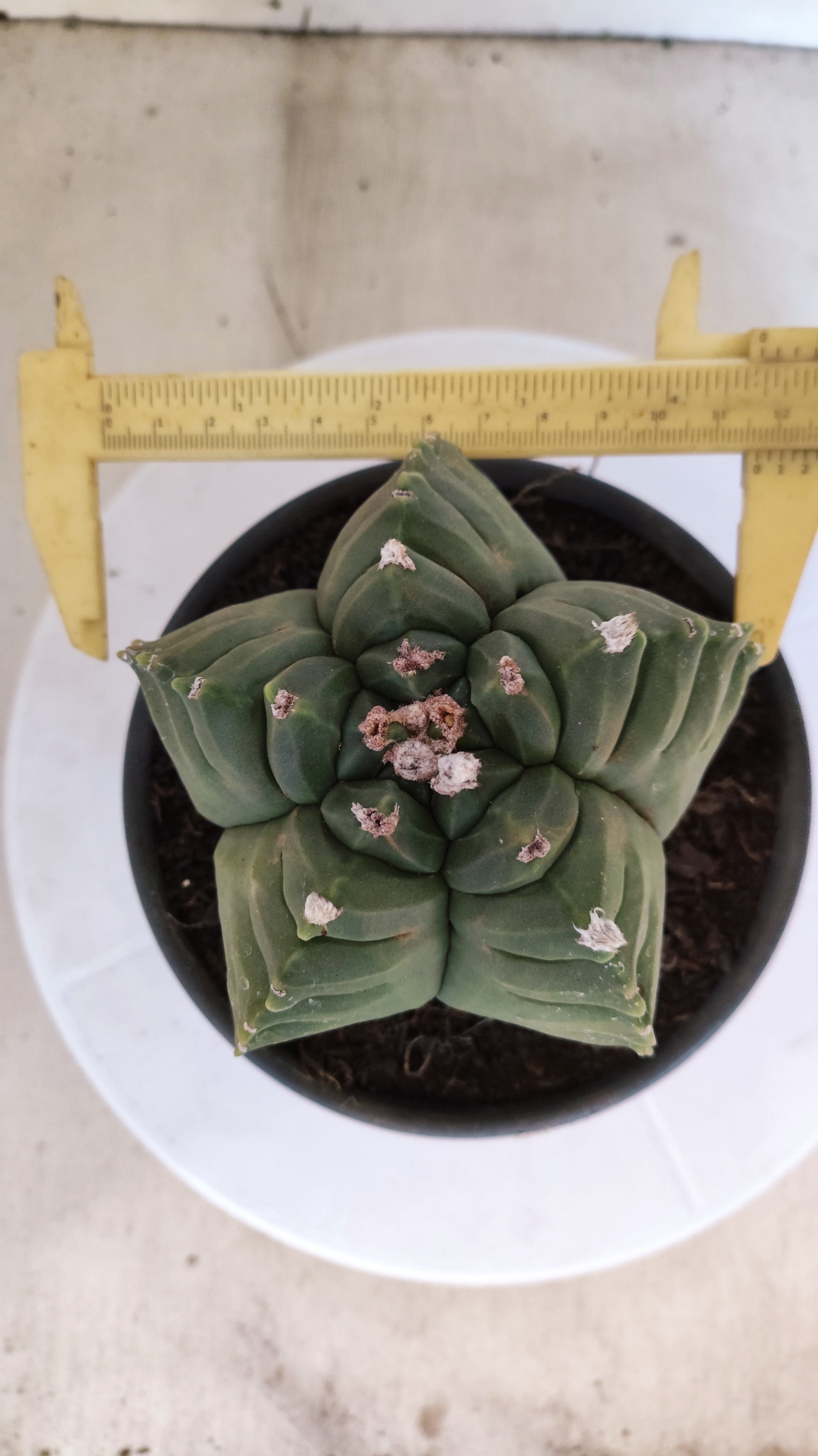 MATRIZ ASTROPHYTUM cv KIKKO  Nº 1146 – vaso 15