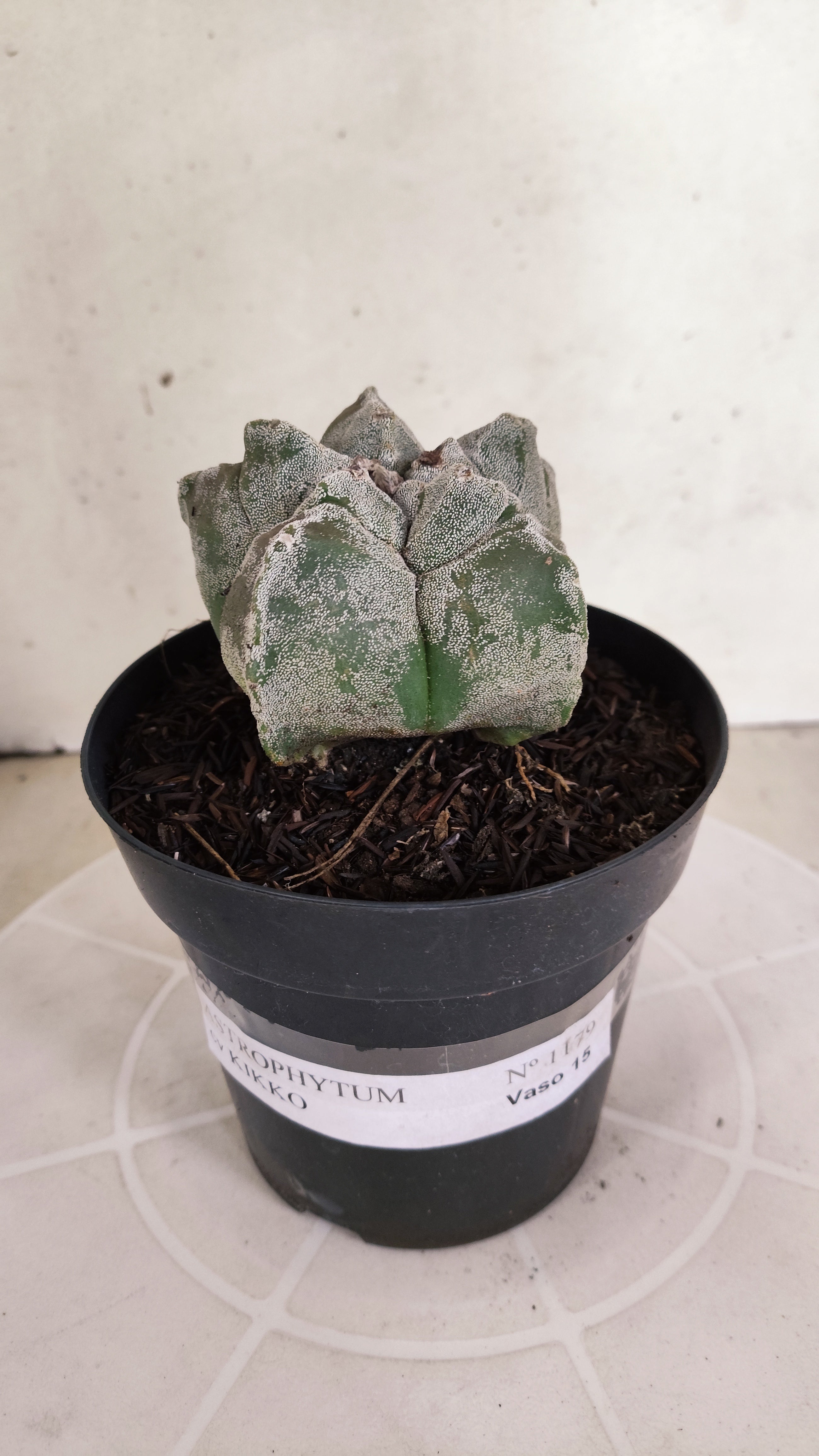 ASTROPHYTUM cv KIKKO  Nº 1179 – vaso 15