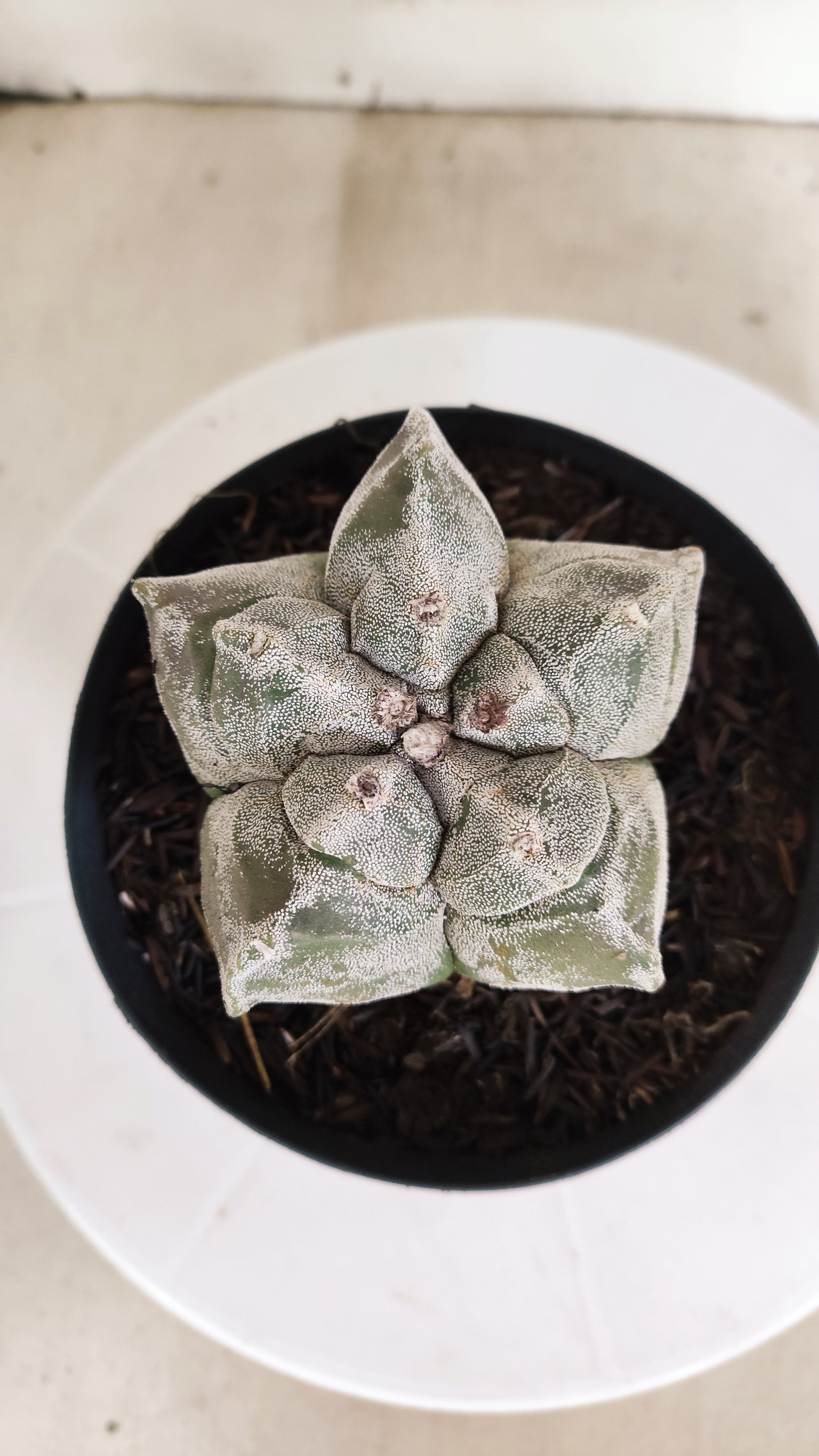 ASTROPHYTUM cv KIKKO  Nº 1179 – vaso 15