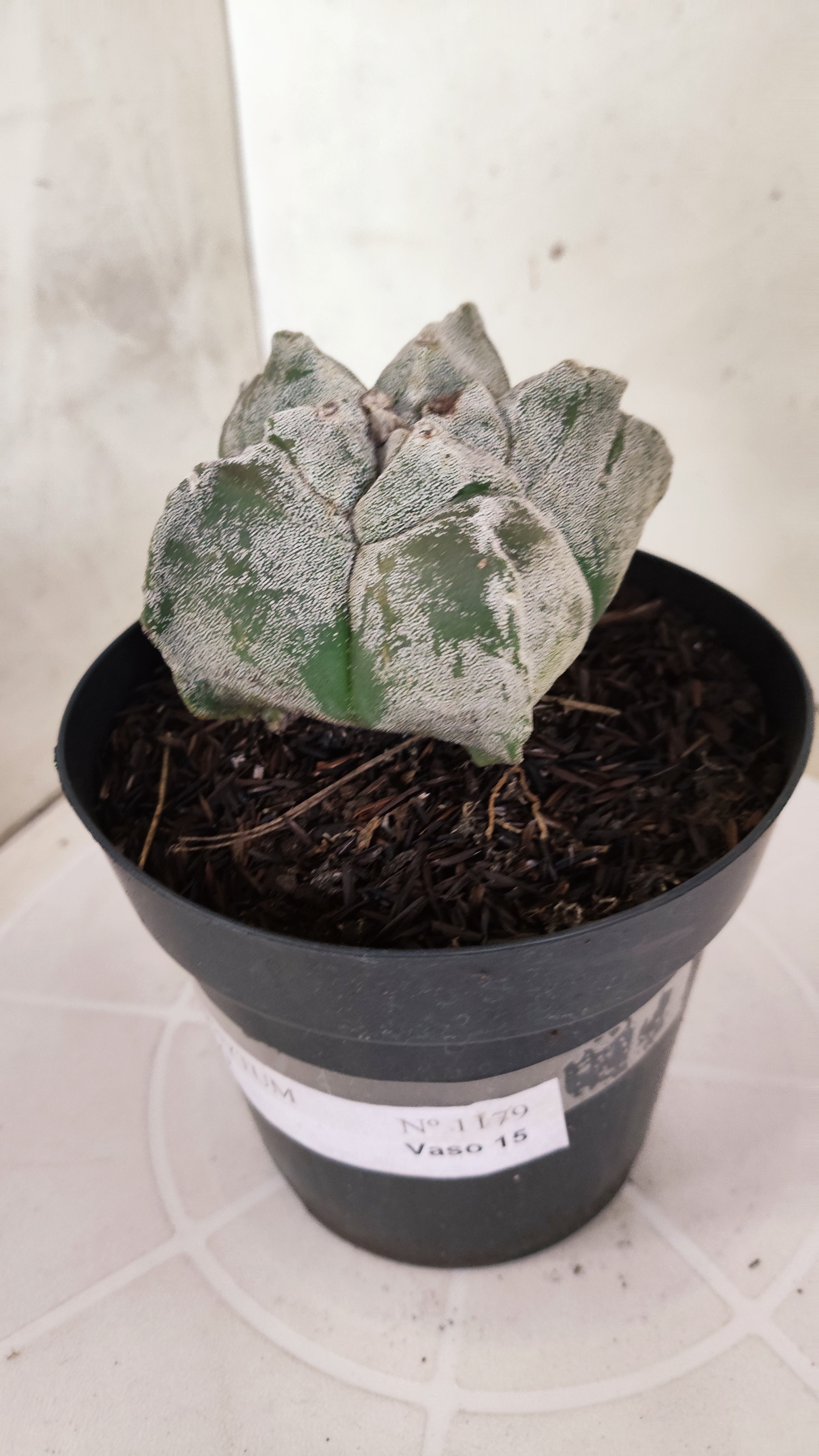 ASTROPHYTUM cv KIKKO  Nº 1179 – vaso 15