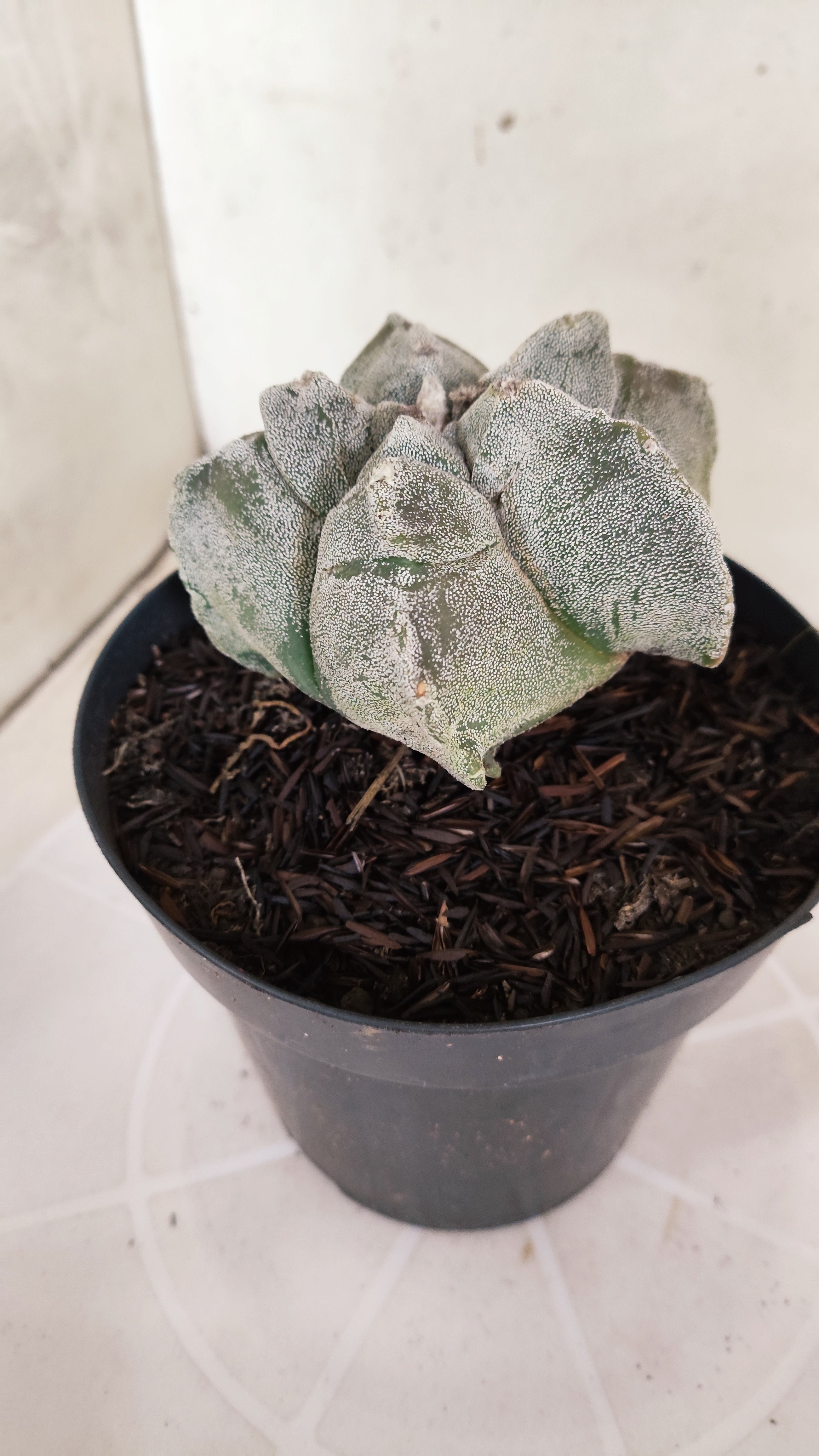 ASTROPHYTUM cv KIKKO  Nº 1179 – vaso 15