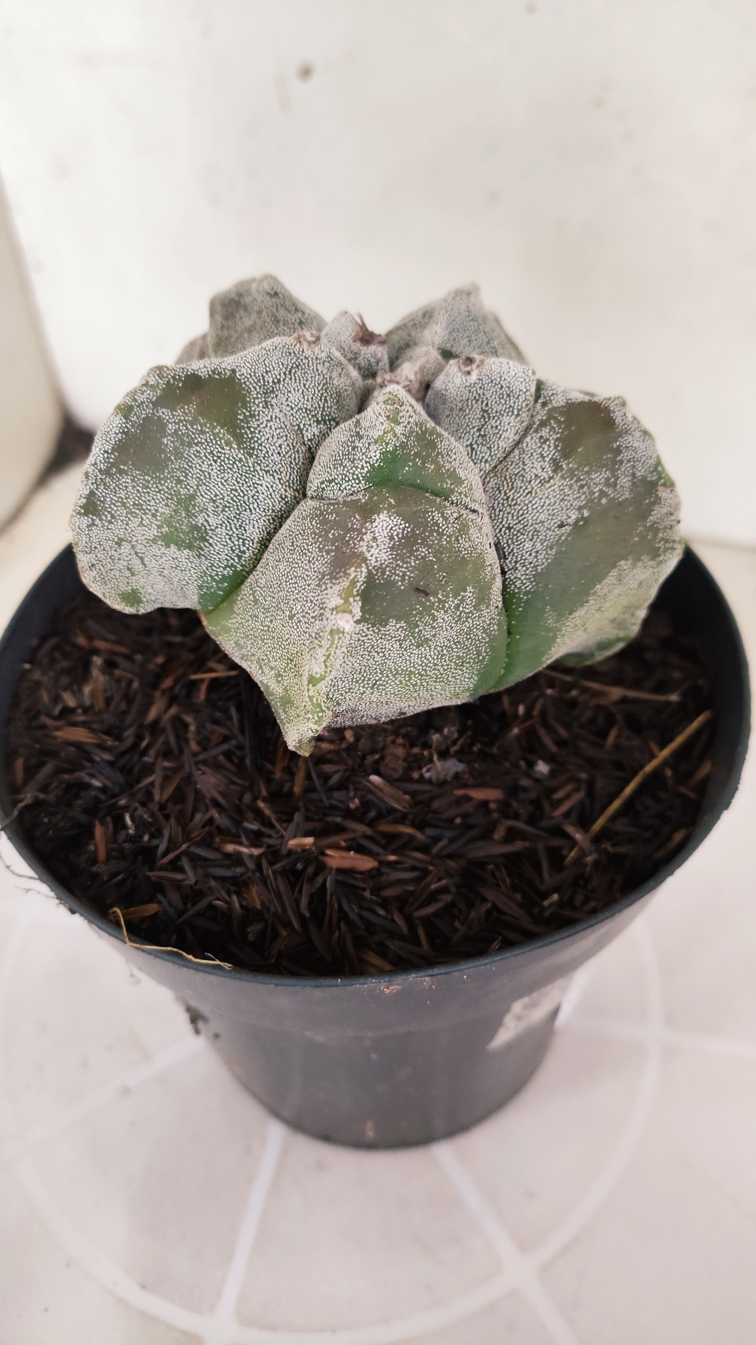 ASTROPHYTUM cv KIKKO  Nº 1179 – vaso 15