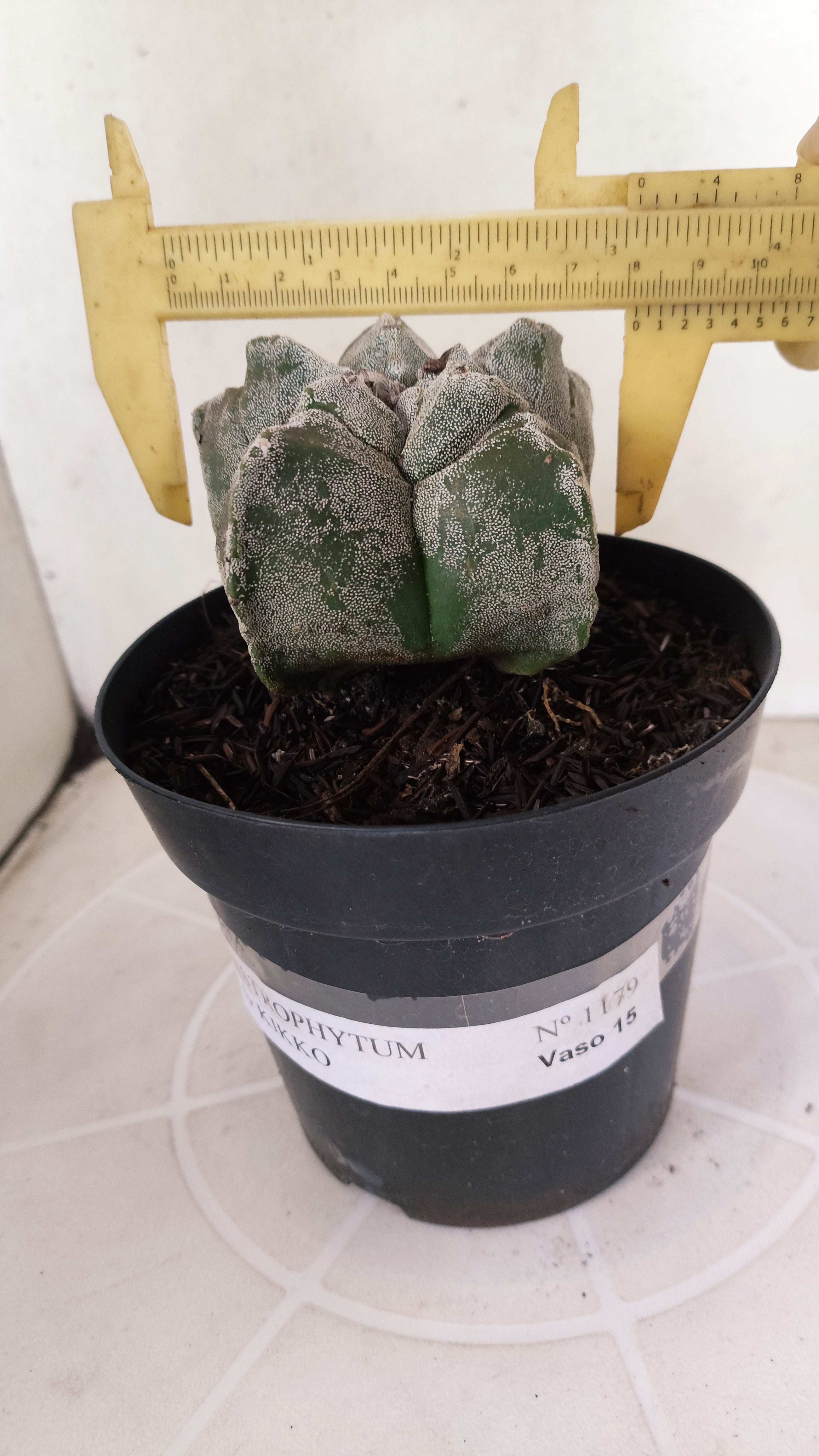 ASTROPHYTUM cv KIKKO  Nº 1179 – vaso 15