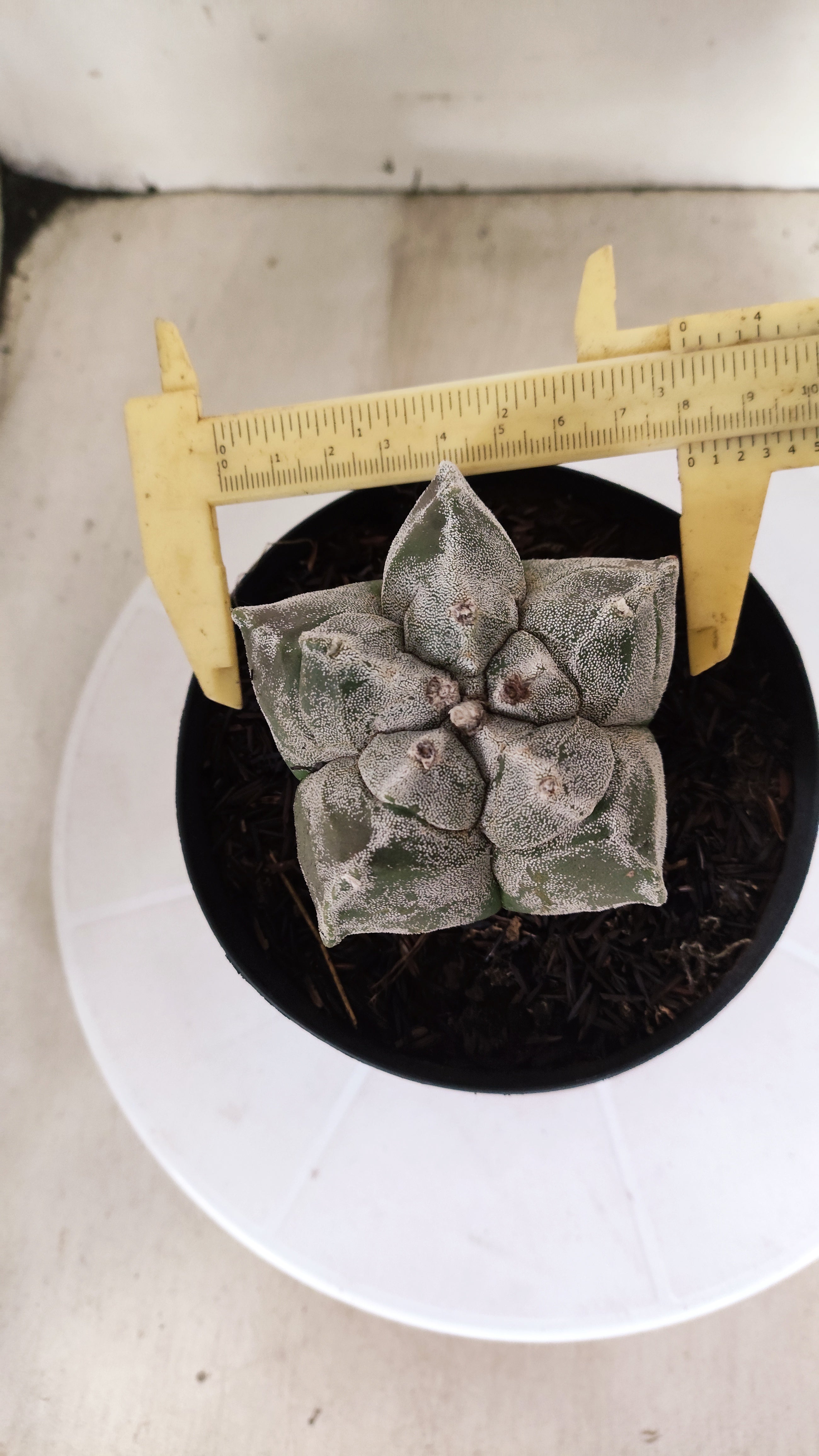 ASTROPHYTUM cv KIKKO  Nº 1179 – vaso 15