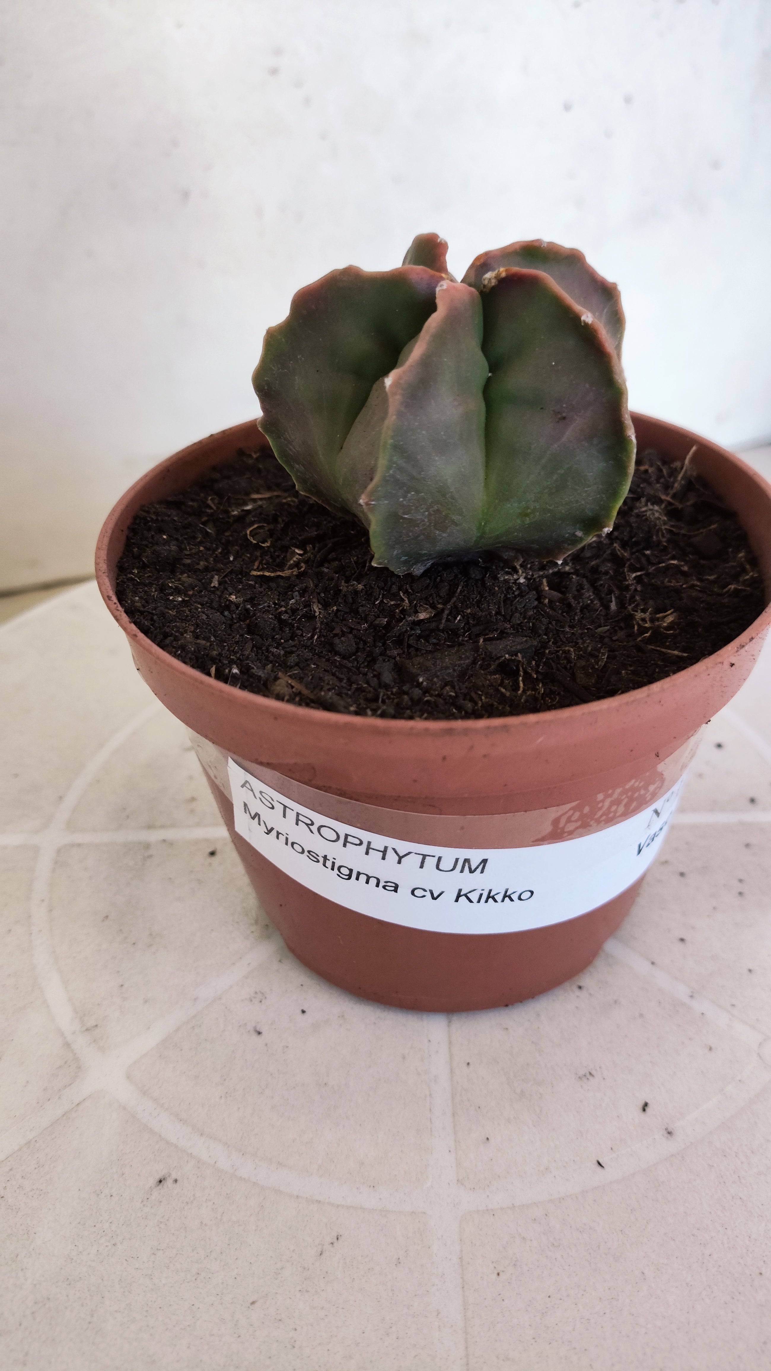 ASTROPHYTUM cv KIKKO  Nº 1204 – vaso 11